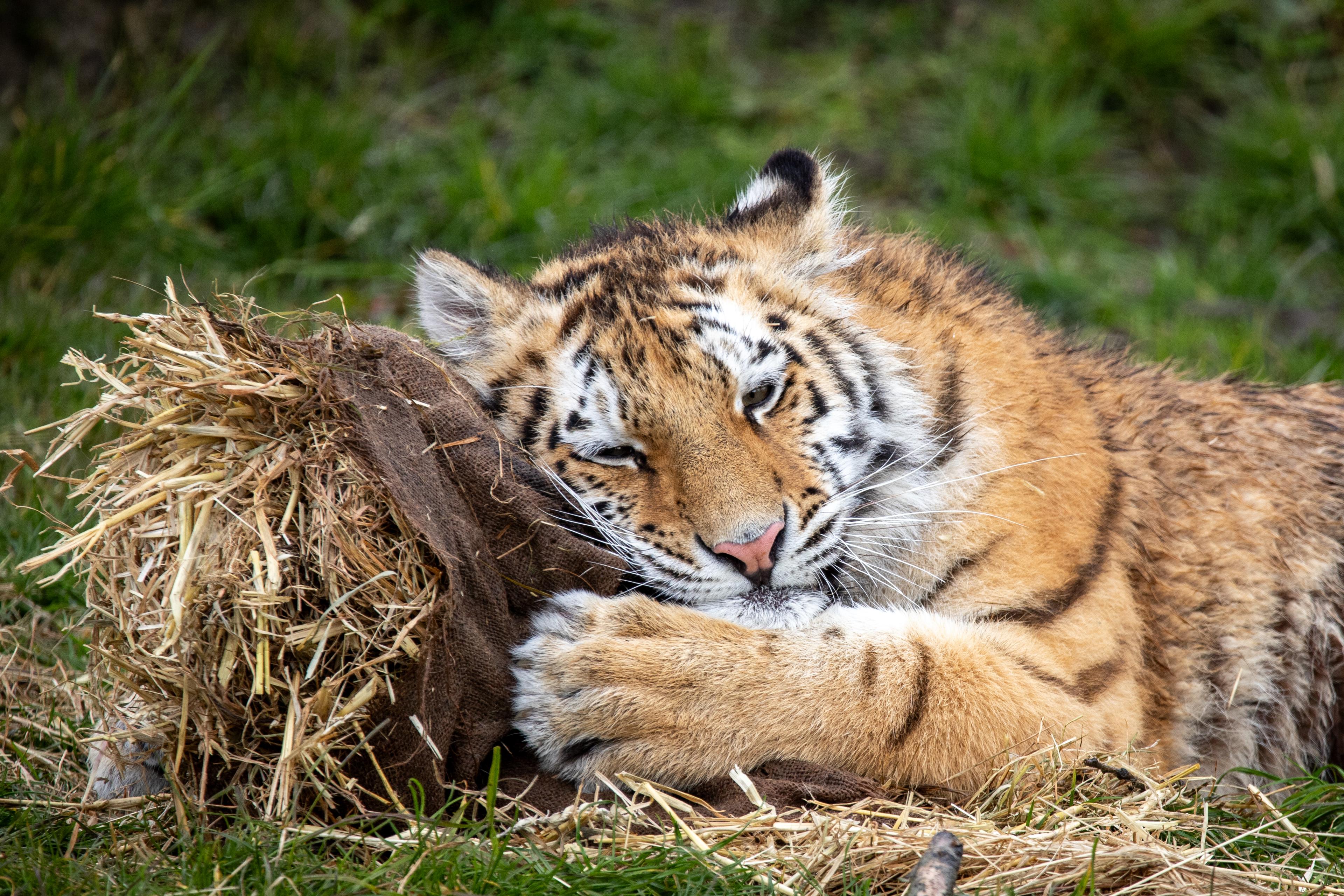 Tijger knuffelt het hooi foto gemaakt door Anne-Marie Adema in AquaZoo Leeuwarden
