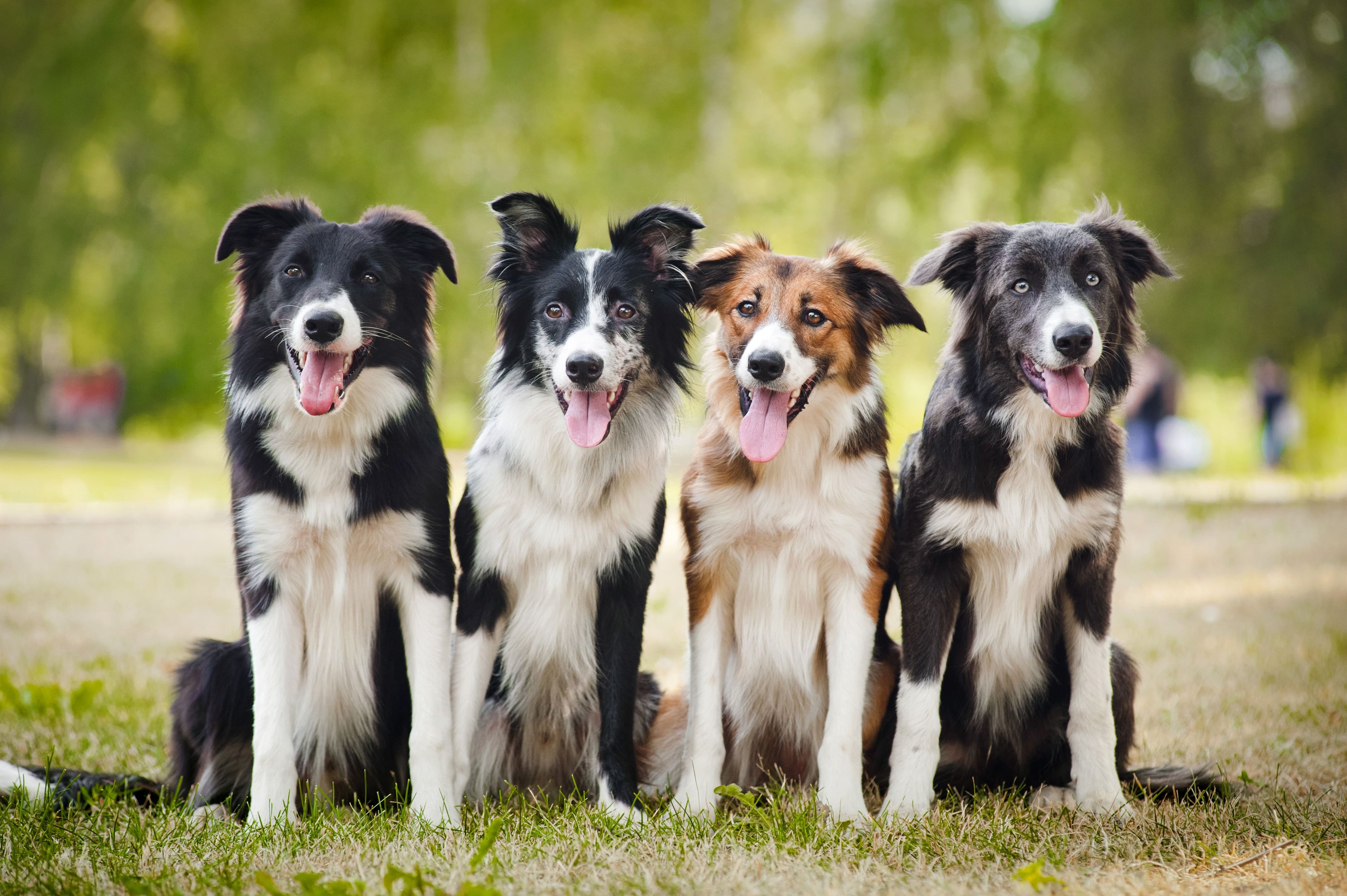 Honden op vakantie bij Beekse Bergen