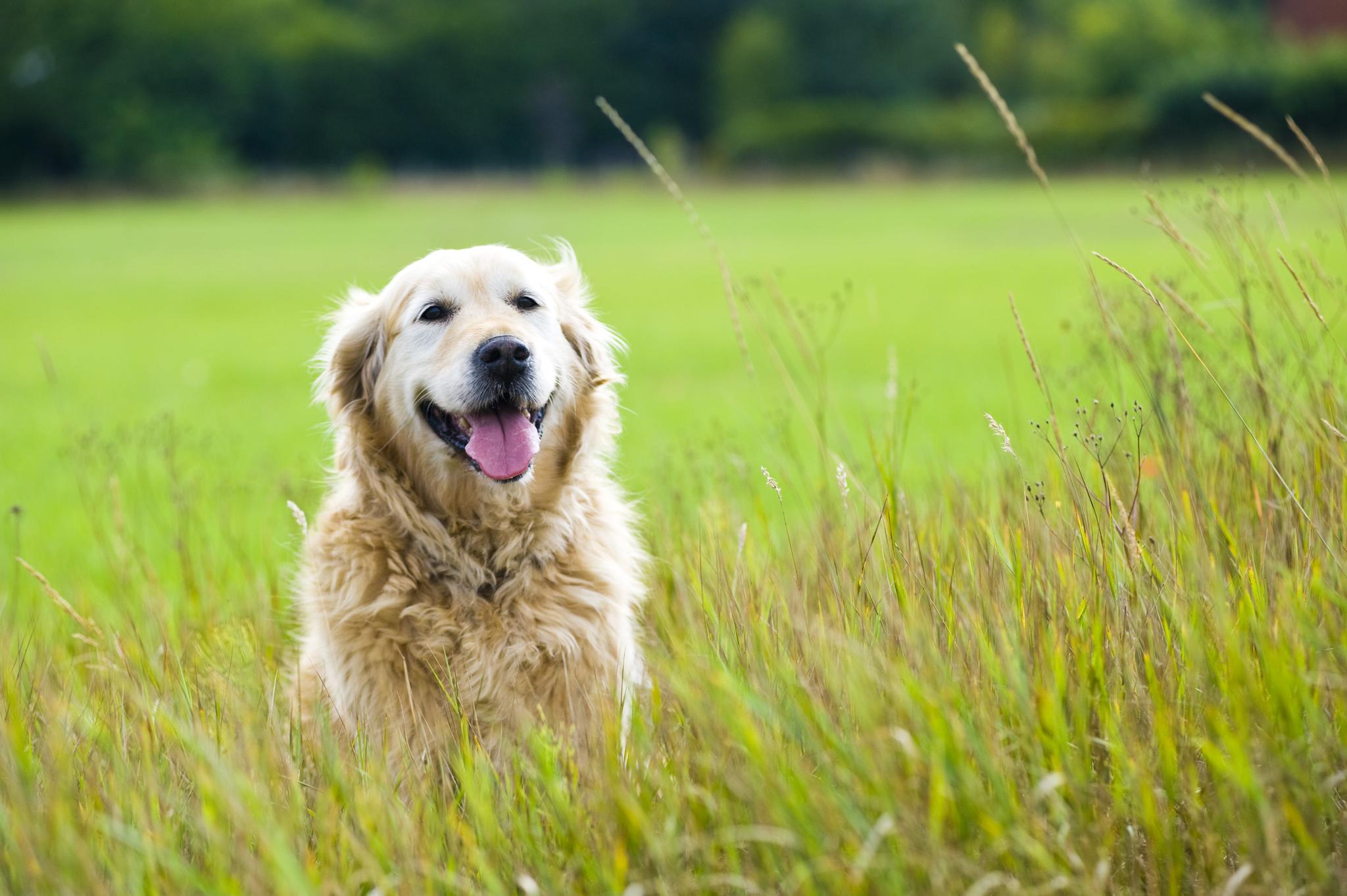 Met hond op vakantie bij Beekse Bergen