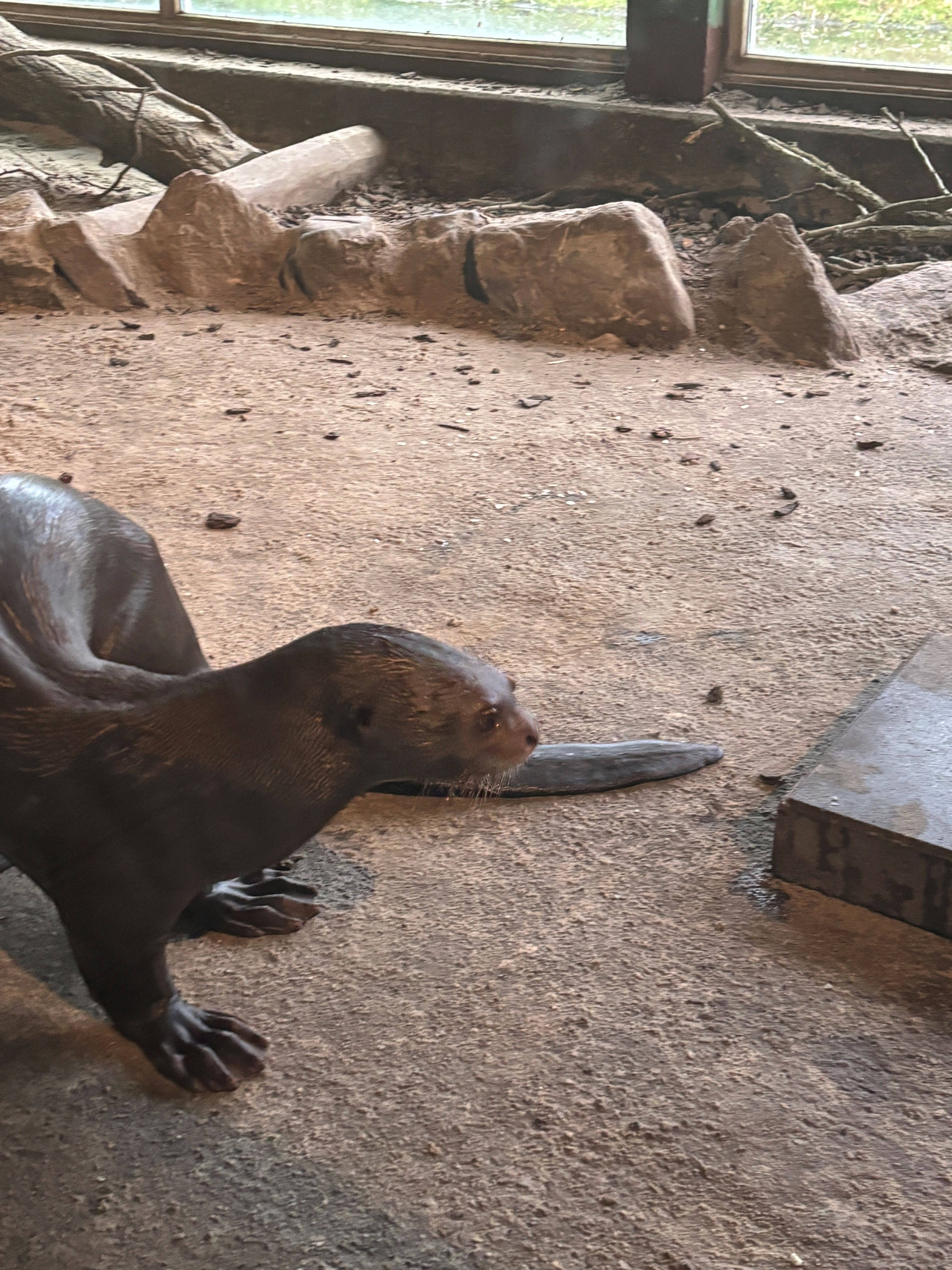 Vrouwelijke reuzenotter verkent binnenverblijf in AquaZoo
