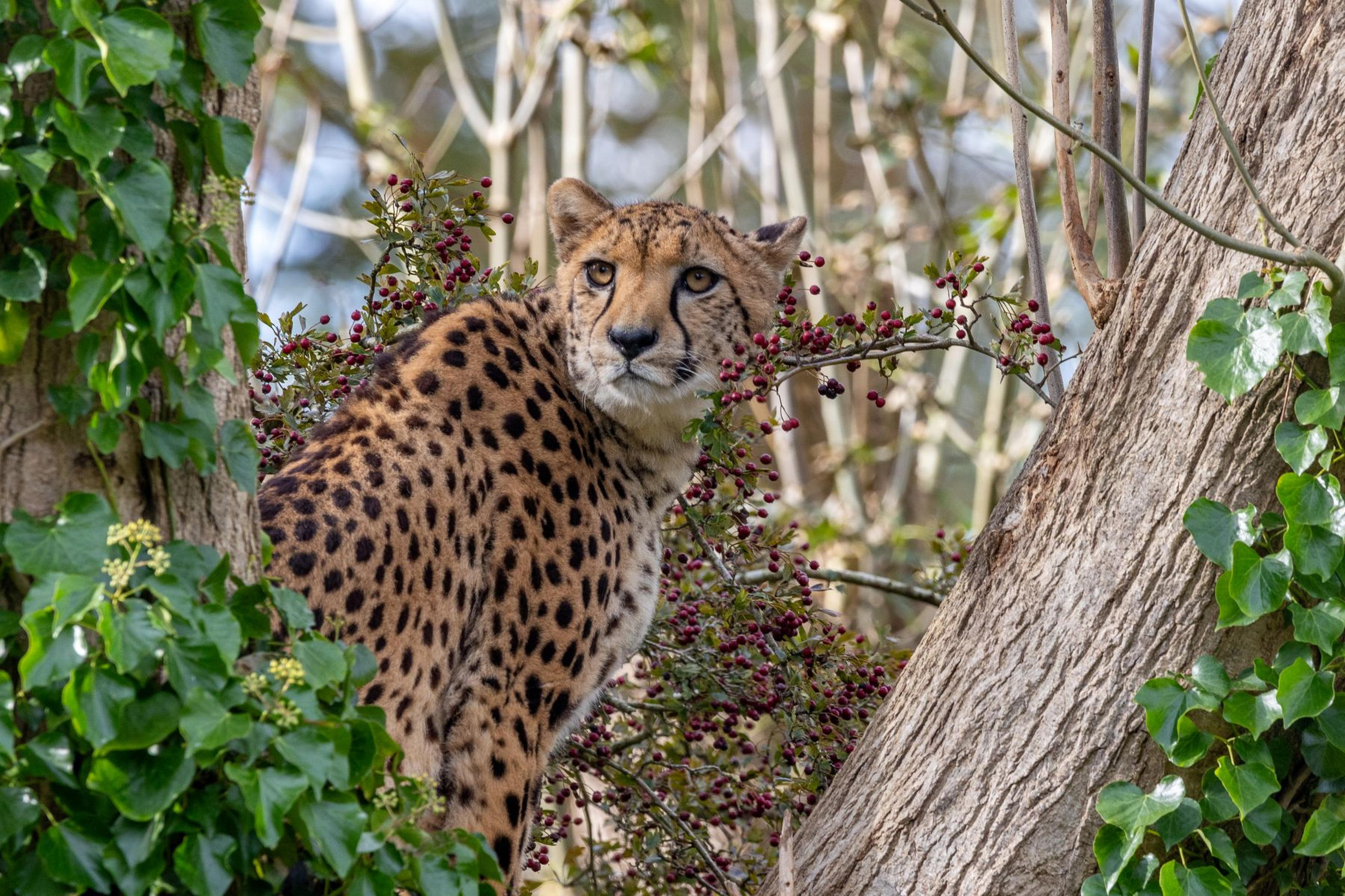 Female cheetah in a tree at Paignton Zoo in Devon, UK