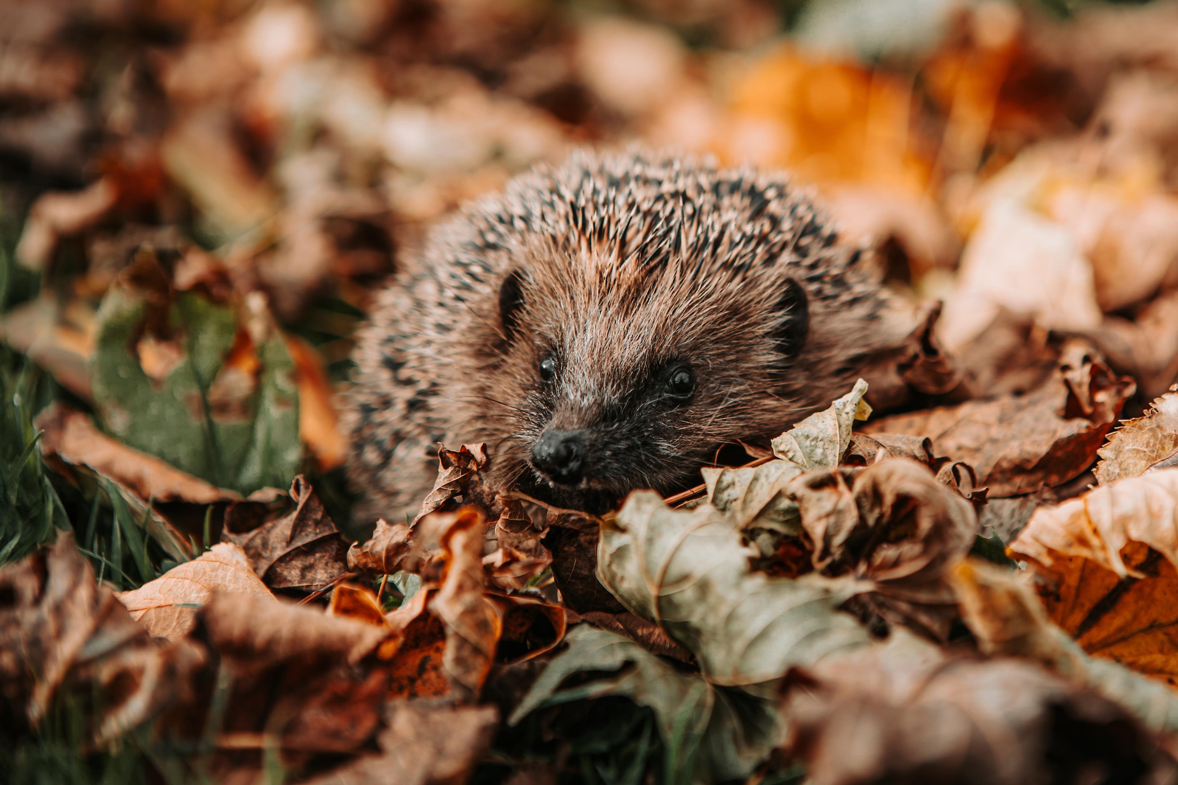 Een egel zit tussen de bladeren bij AquaZoo Leeuwarden.