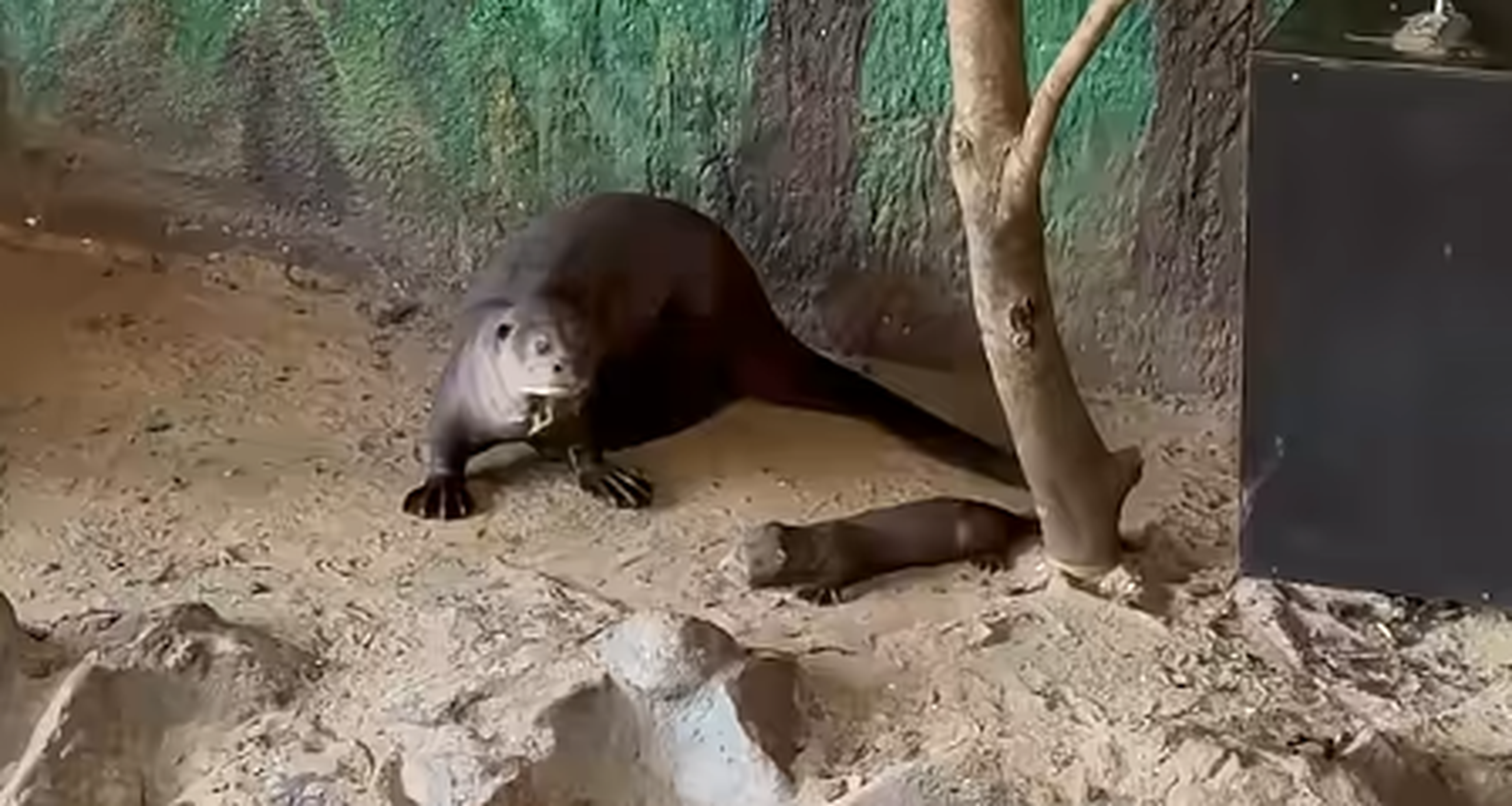 Reuzenotterjongen op avontuur in AquaZoo Leeuwarden