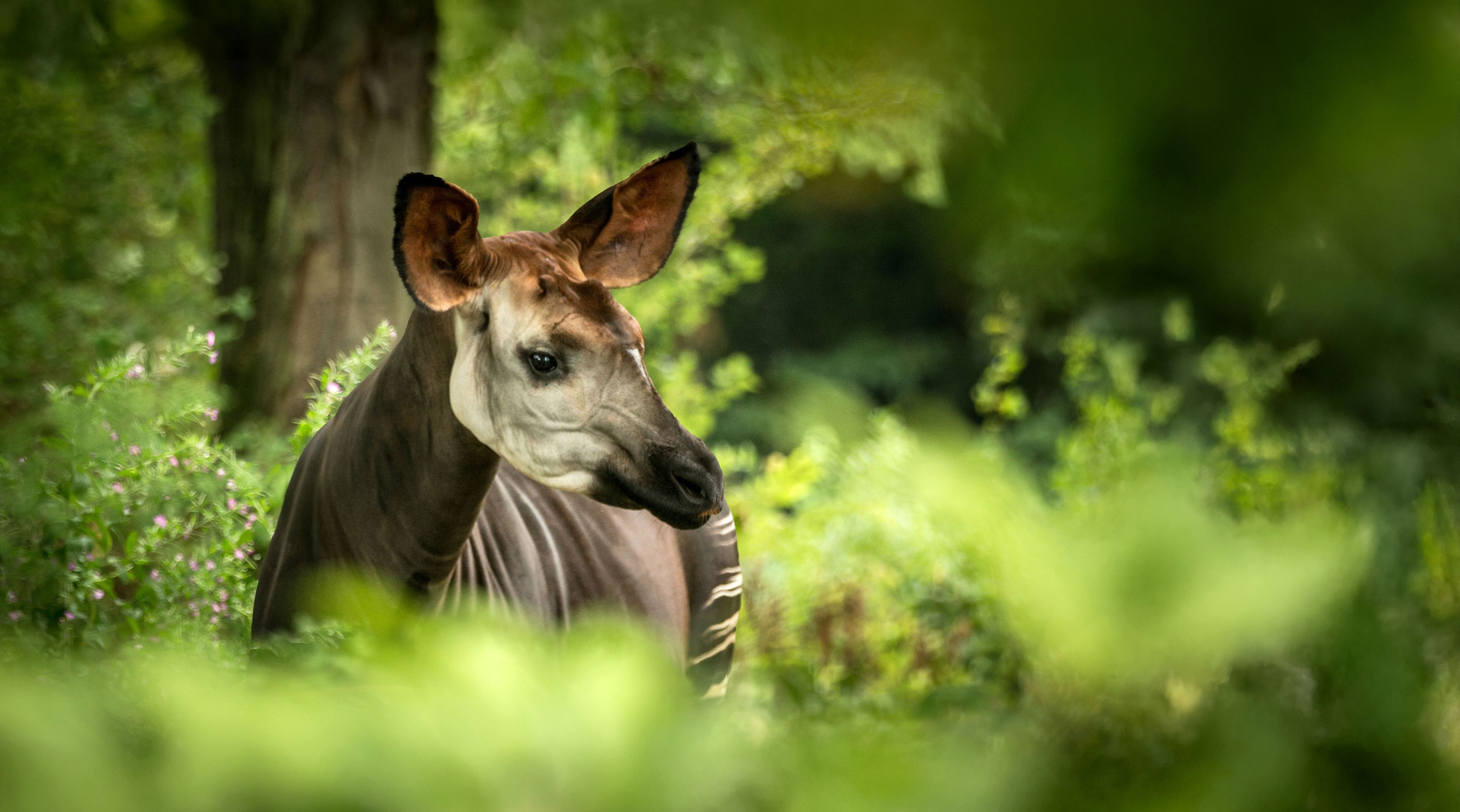 Een Okapi in ZooParc Overloon
