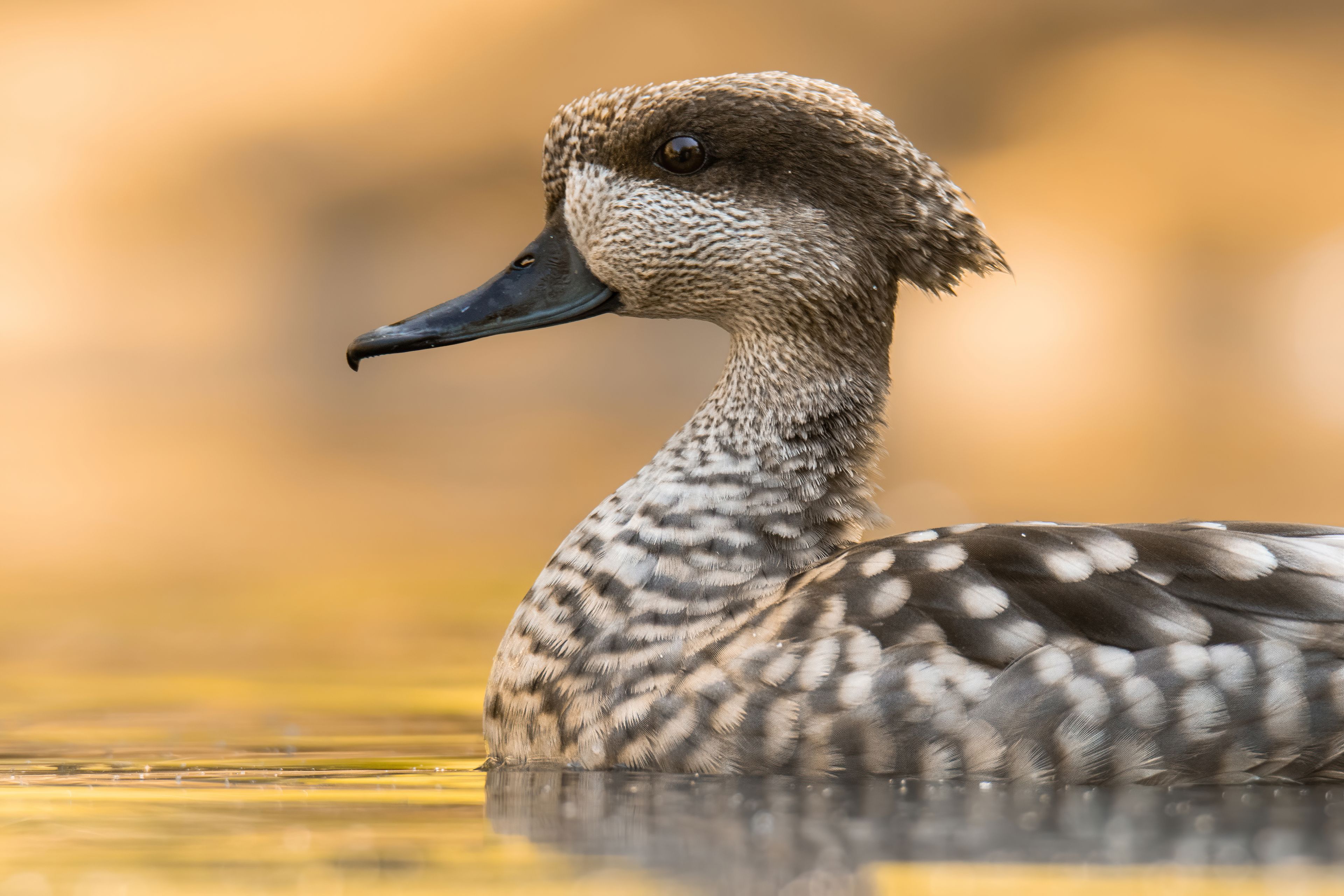 Marmertaling in het water in ZooParc Overloon