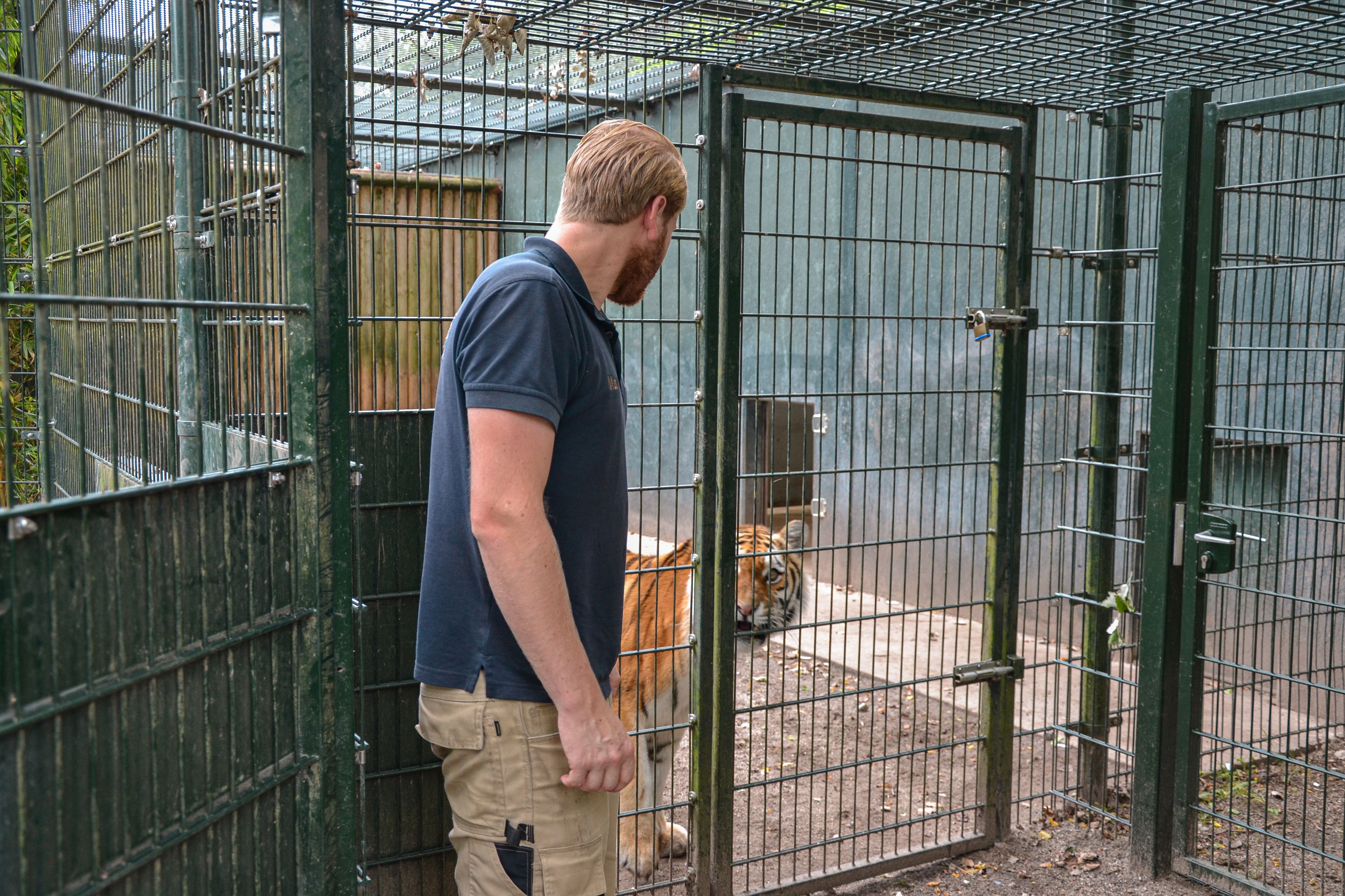Kijkje achter de schermen dierenverzorger Max Amoertijger ZooParc Overloon