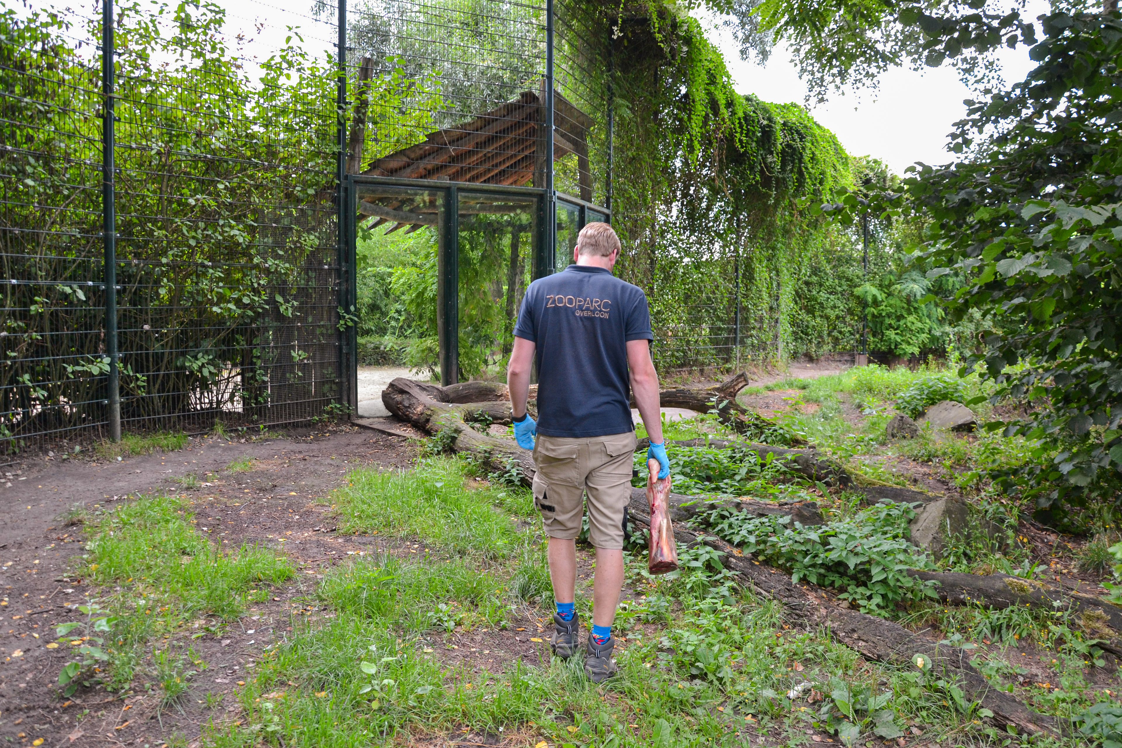 Kijkje achter de schermen dierenverzorger Max tijgerverblijf ZooParc Overloon