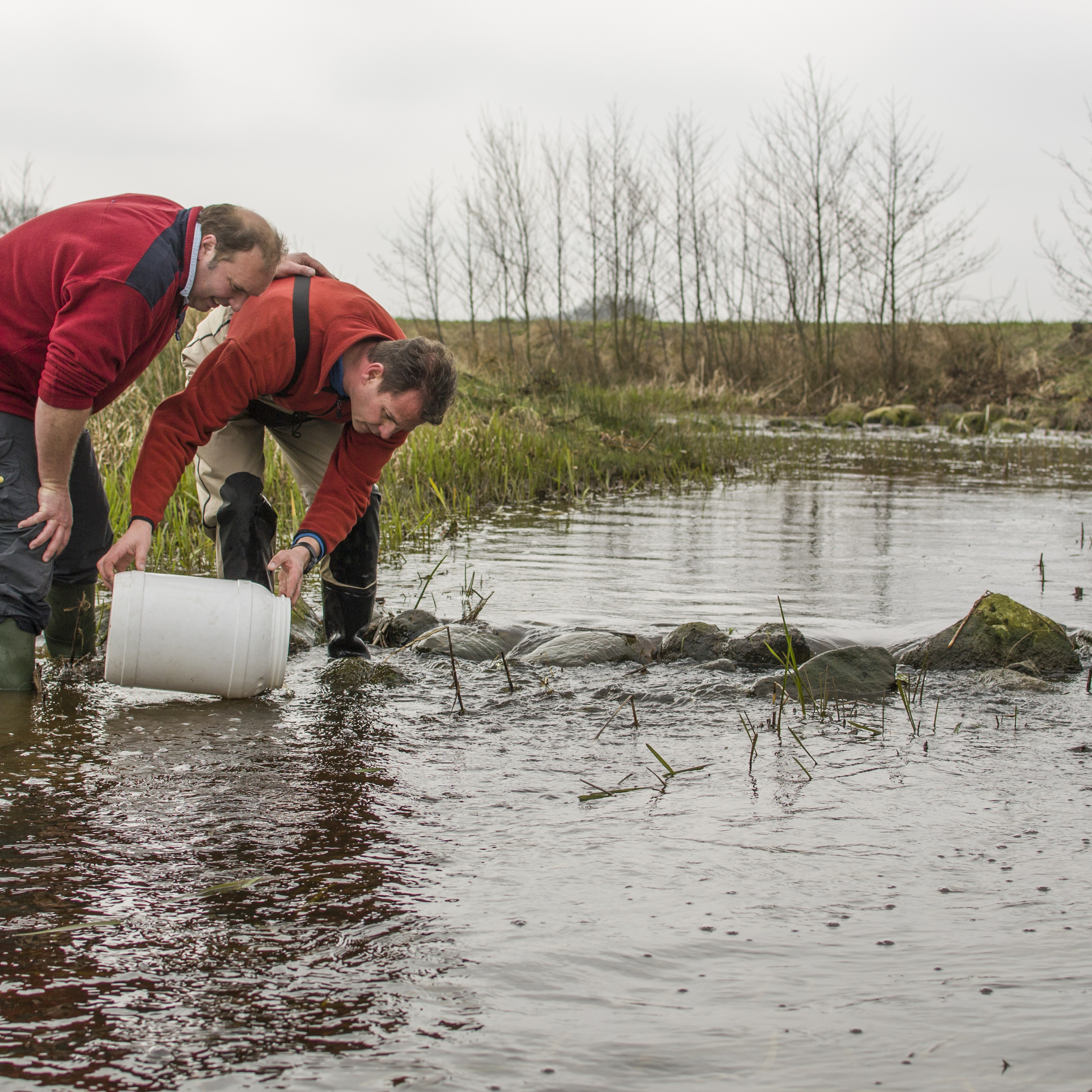 Zeeforellen uitzetten Sportvisserij Nederland AquaZoo Leeuwarden