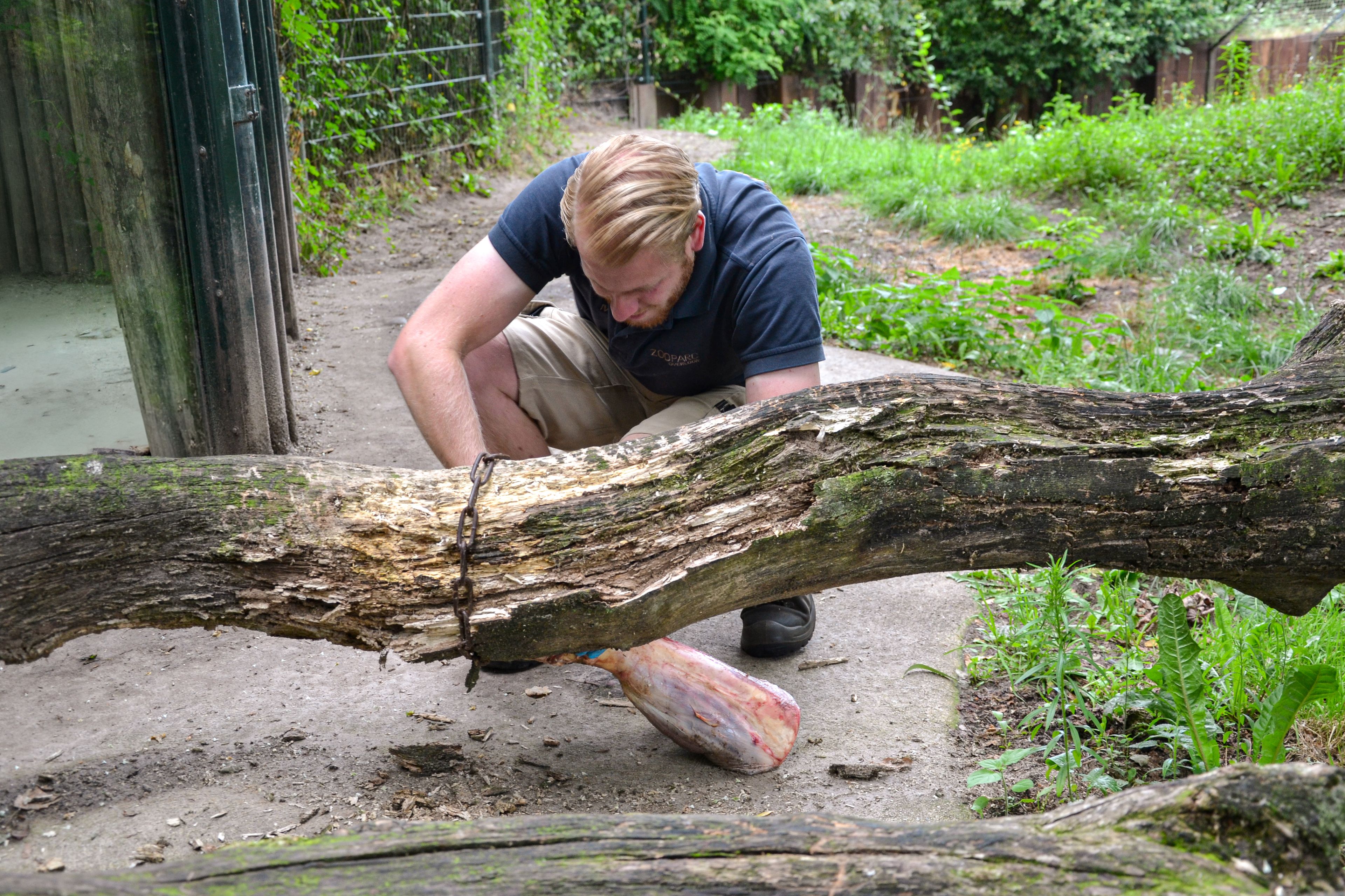 Kijkje achter de schermen dierenverzorger Max tijgerverblijf ZooParc Overloon
