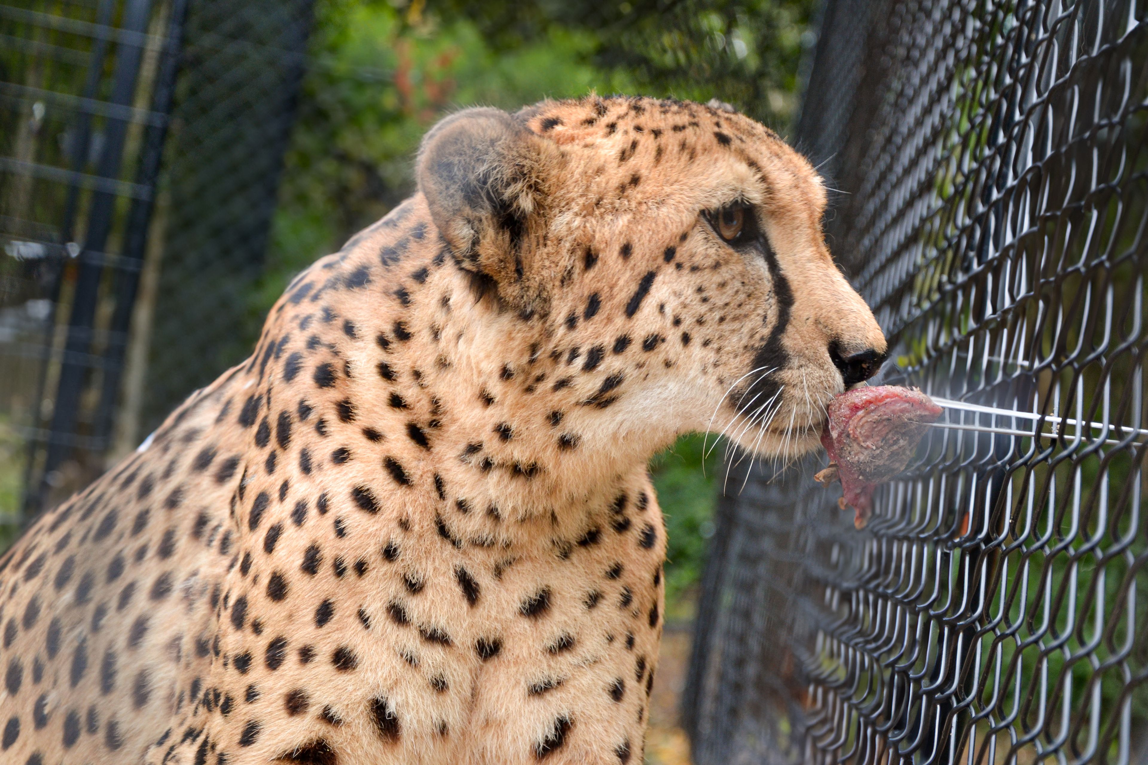 Kijkje achter de schermen cheetah voeren ZooParc Overloon