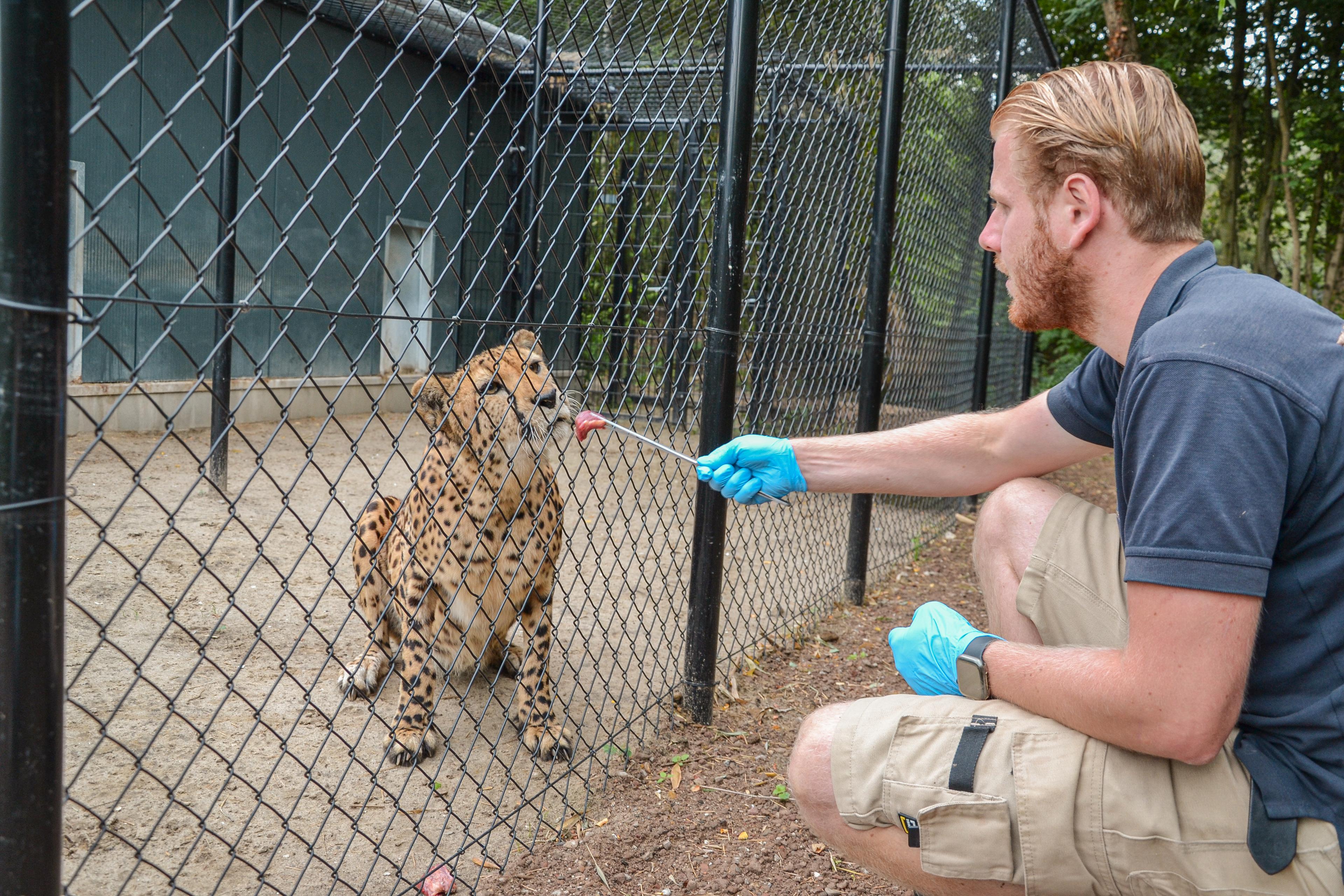 Kijkje achter de schermen voeren cheetah verzorger Max ZooParc Overloon