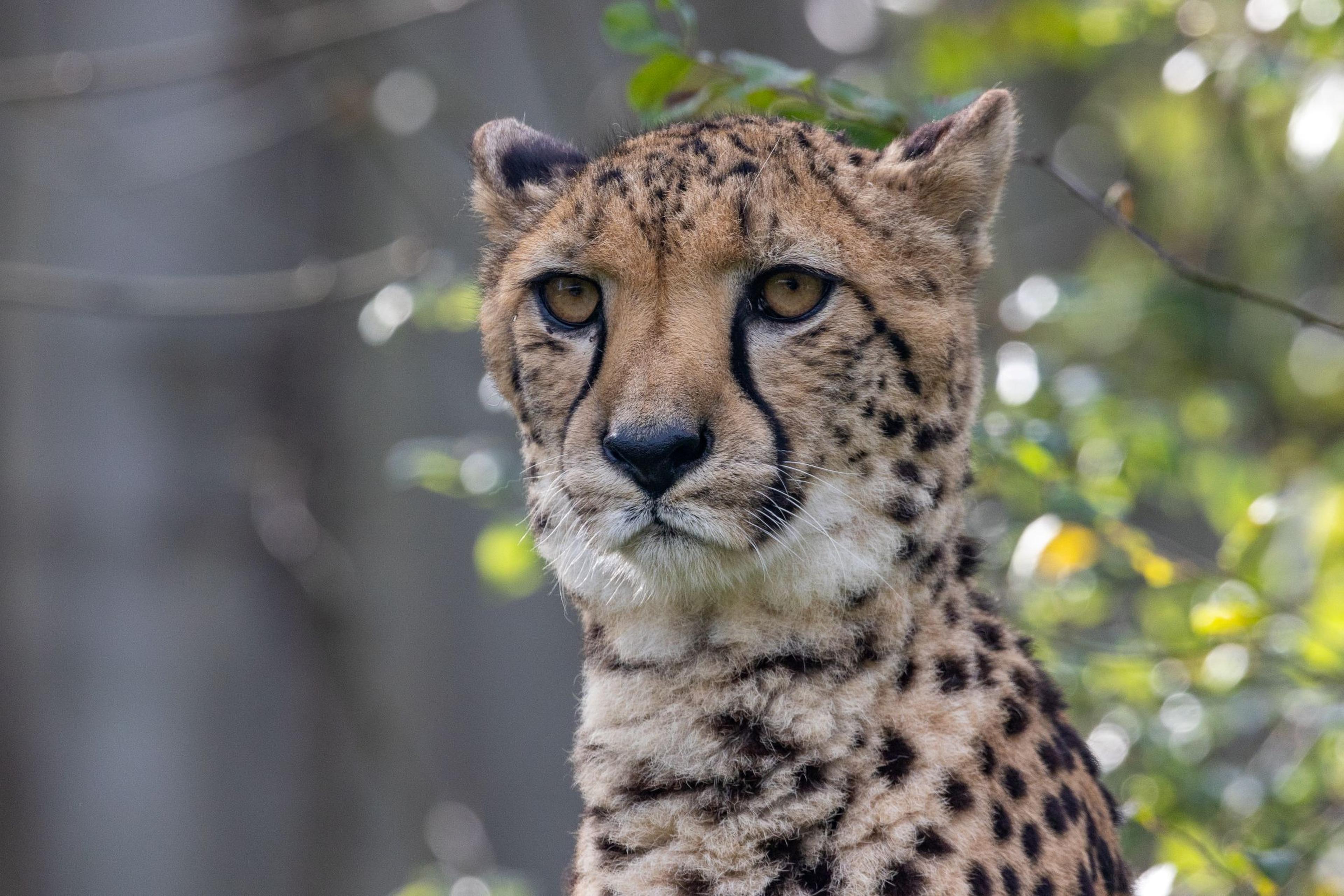 Up-close shot of a female cheetah at Paignton Zoo in Devon, UK