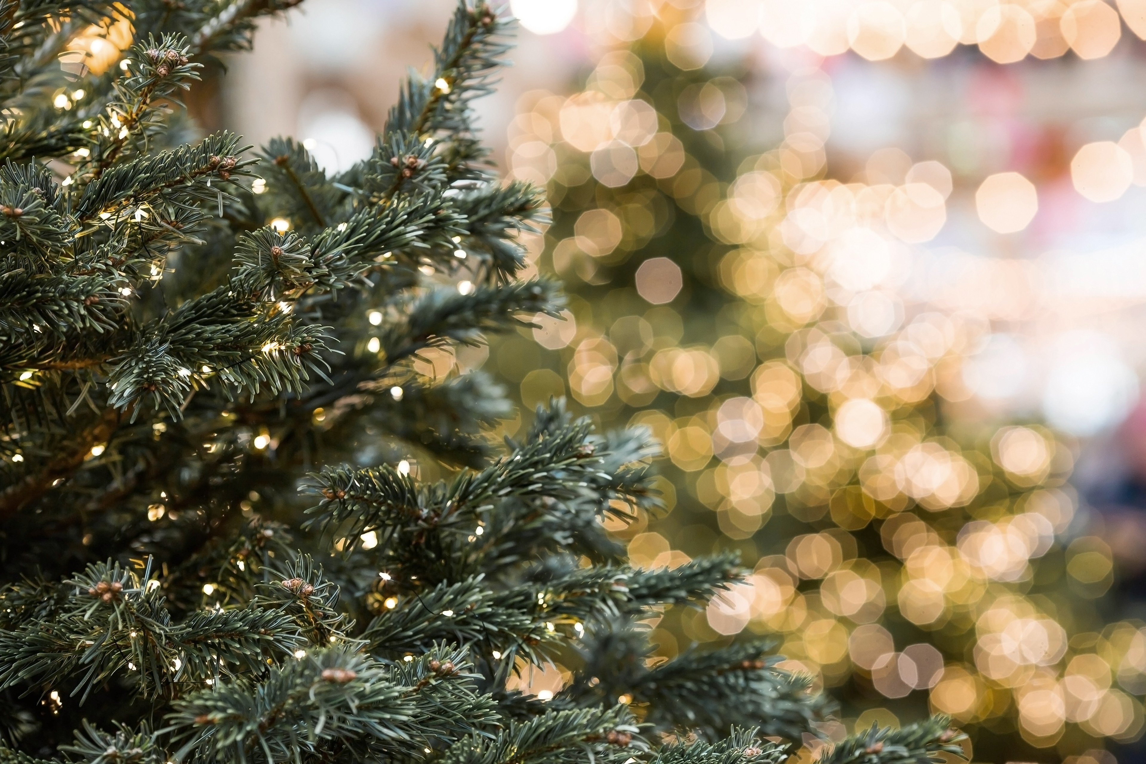 Kerstbomen met lampjes bij Kasteel Steenenburg