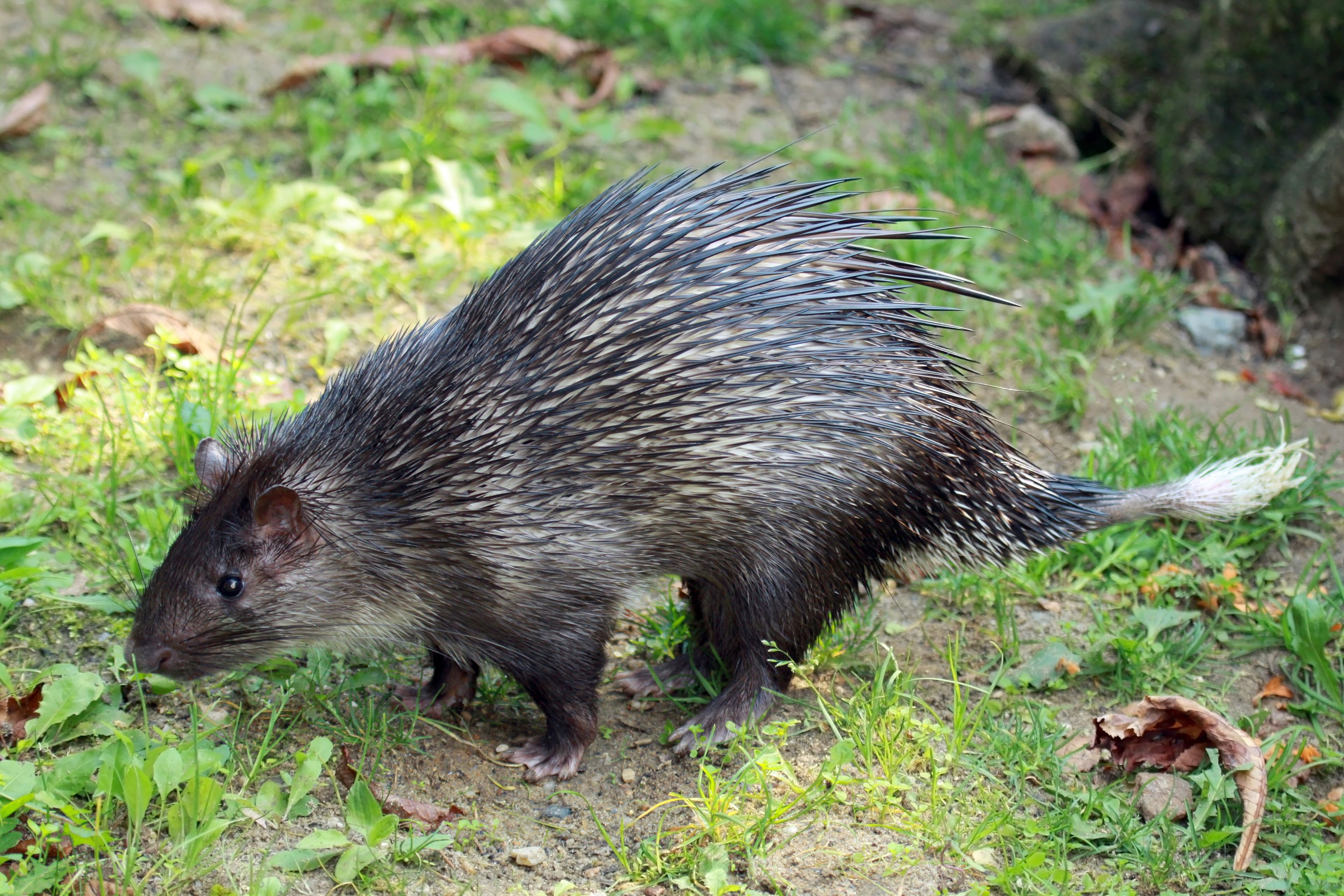 Een Afrikaans kwaststaartstekelvarken in het gras, binnenkort te zien in ZooParc Overloon.