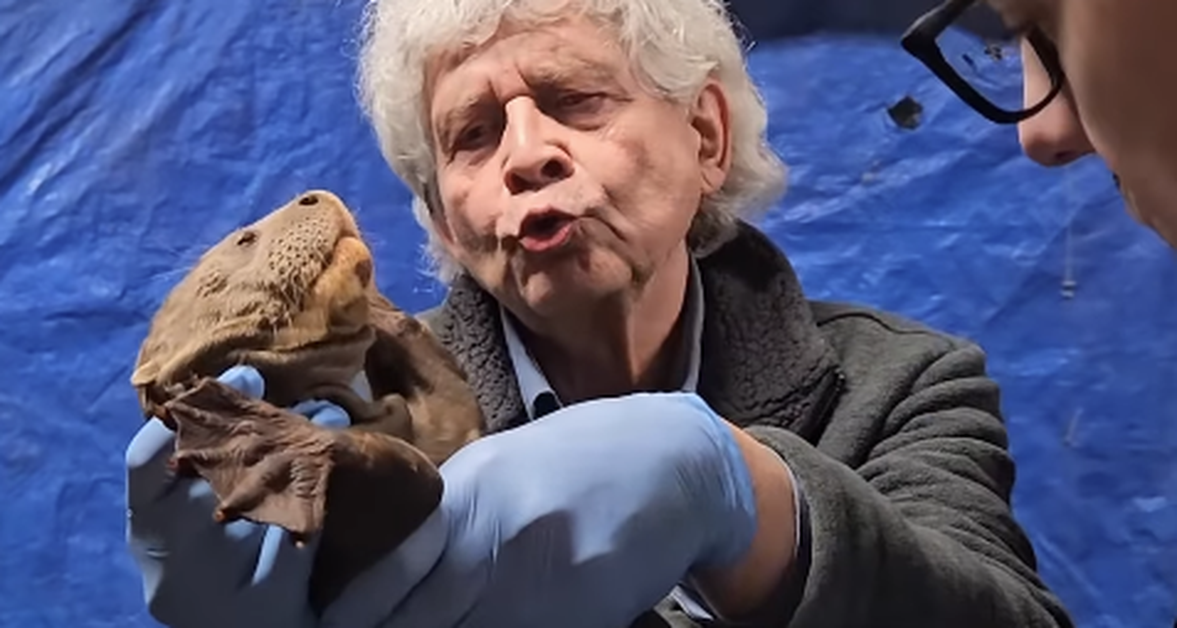 Gender reveal bij de reuzenotterjongen in AquaZoo Leeuwarden