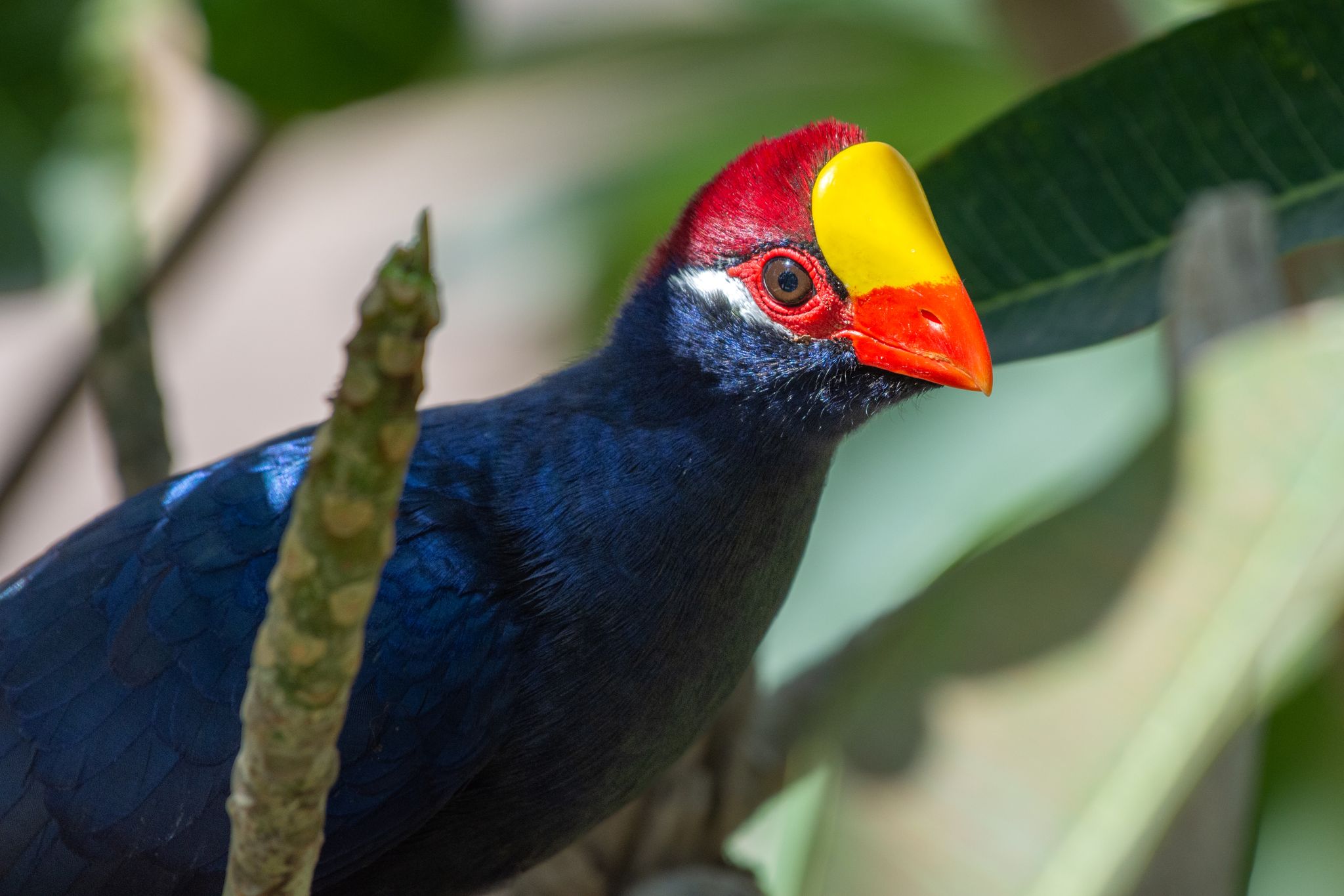 Een Violet Toerako vogel in Ngyuwe in ZooParc Overloon