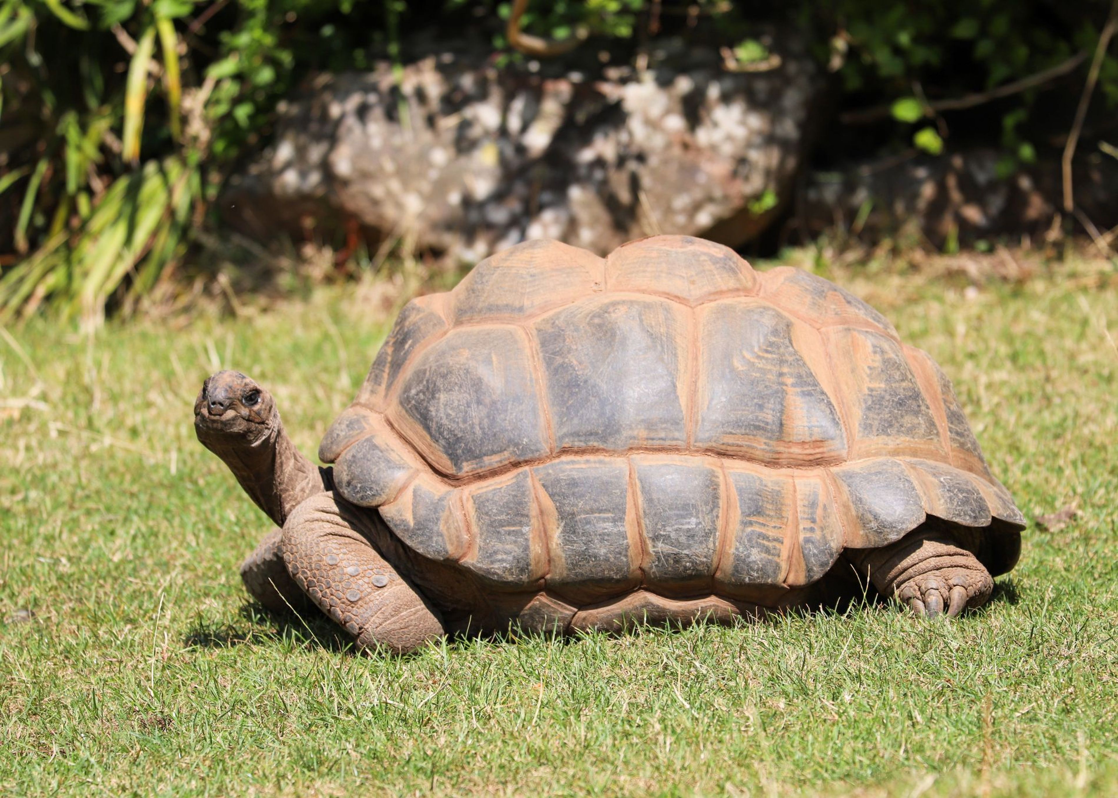 Female Aldabra giant tortoise sitting in the grass at Paignton Zoo in Devon, UK