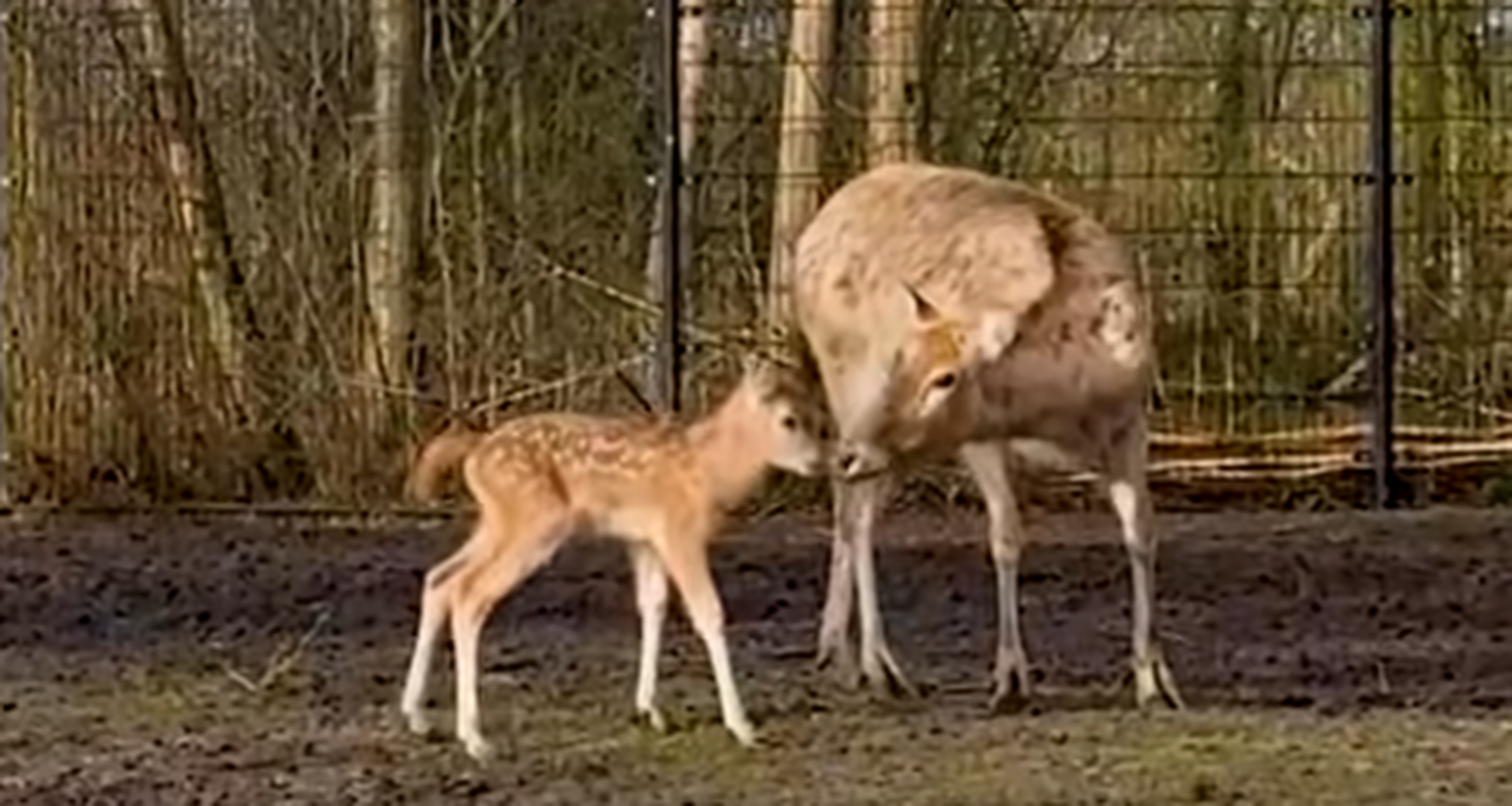 Jonge Pater Davidsherten in buitenverblijf in AquaZoo Leeuwarden