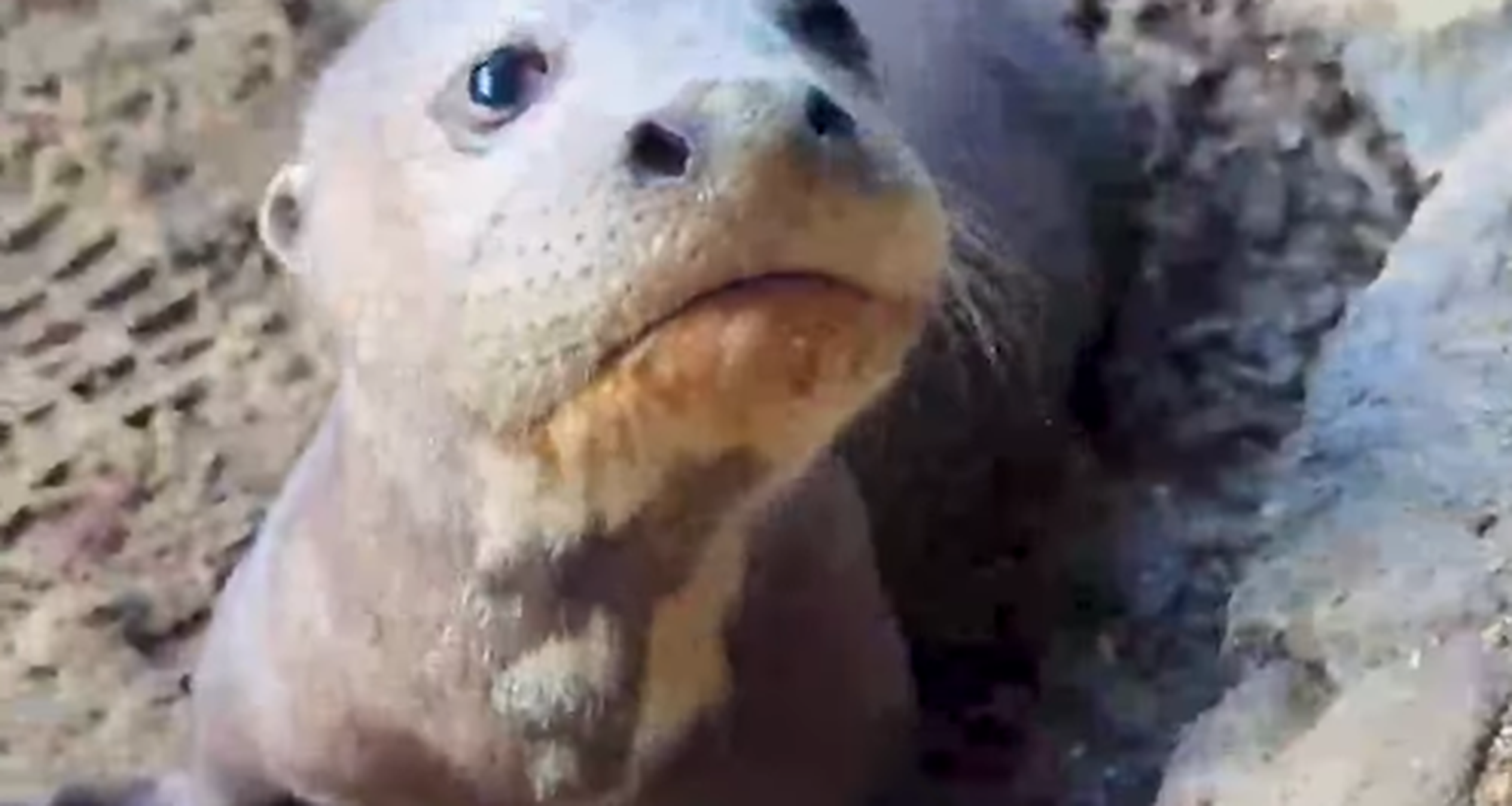 Kleine reuzenotter buiten in AquaZoo Leeuwarden