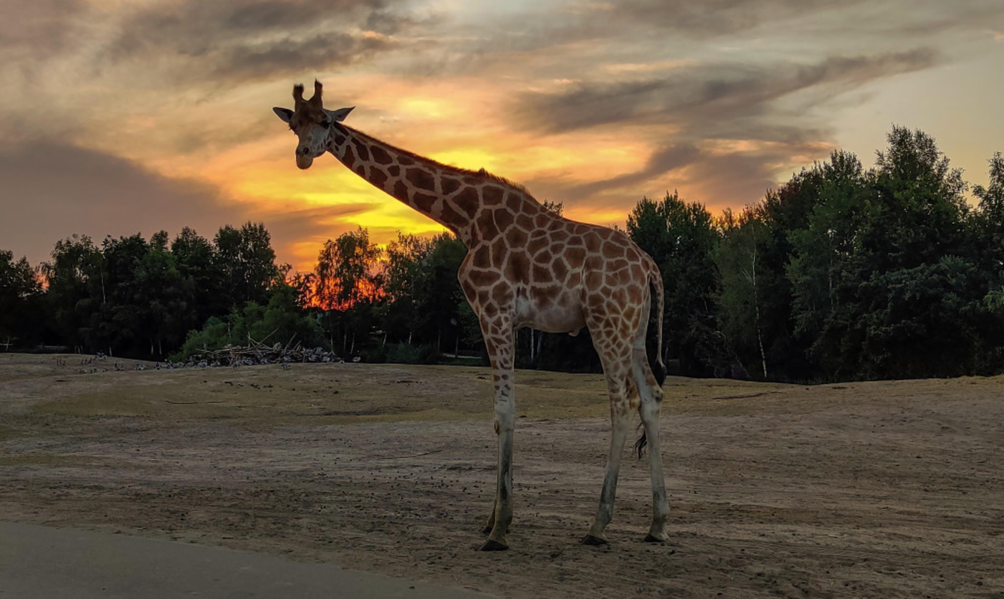 Giraffe op de savanne