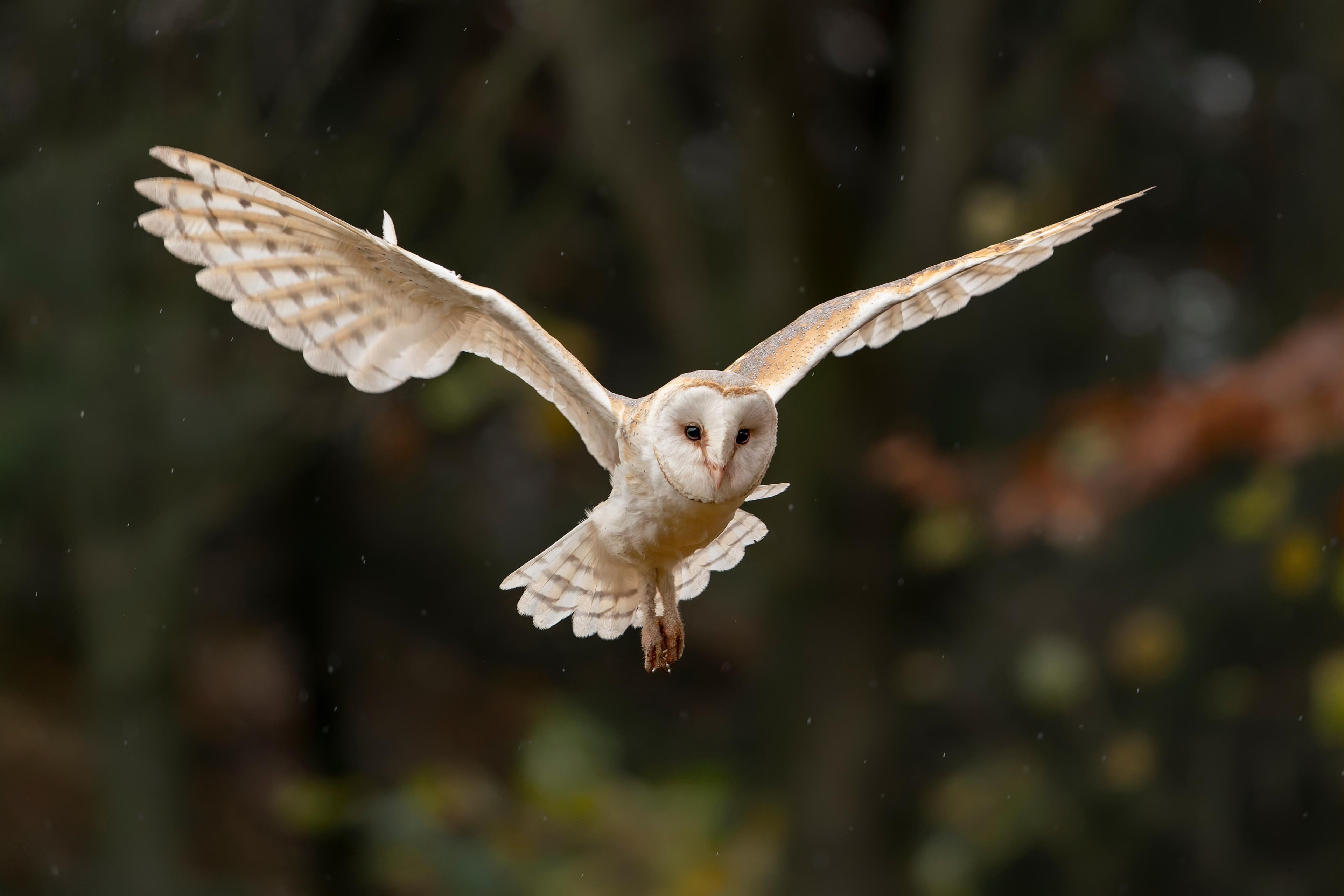 Een afbeelding van een vliegende kerkuil bij ZooParc Overloon.