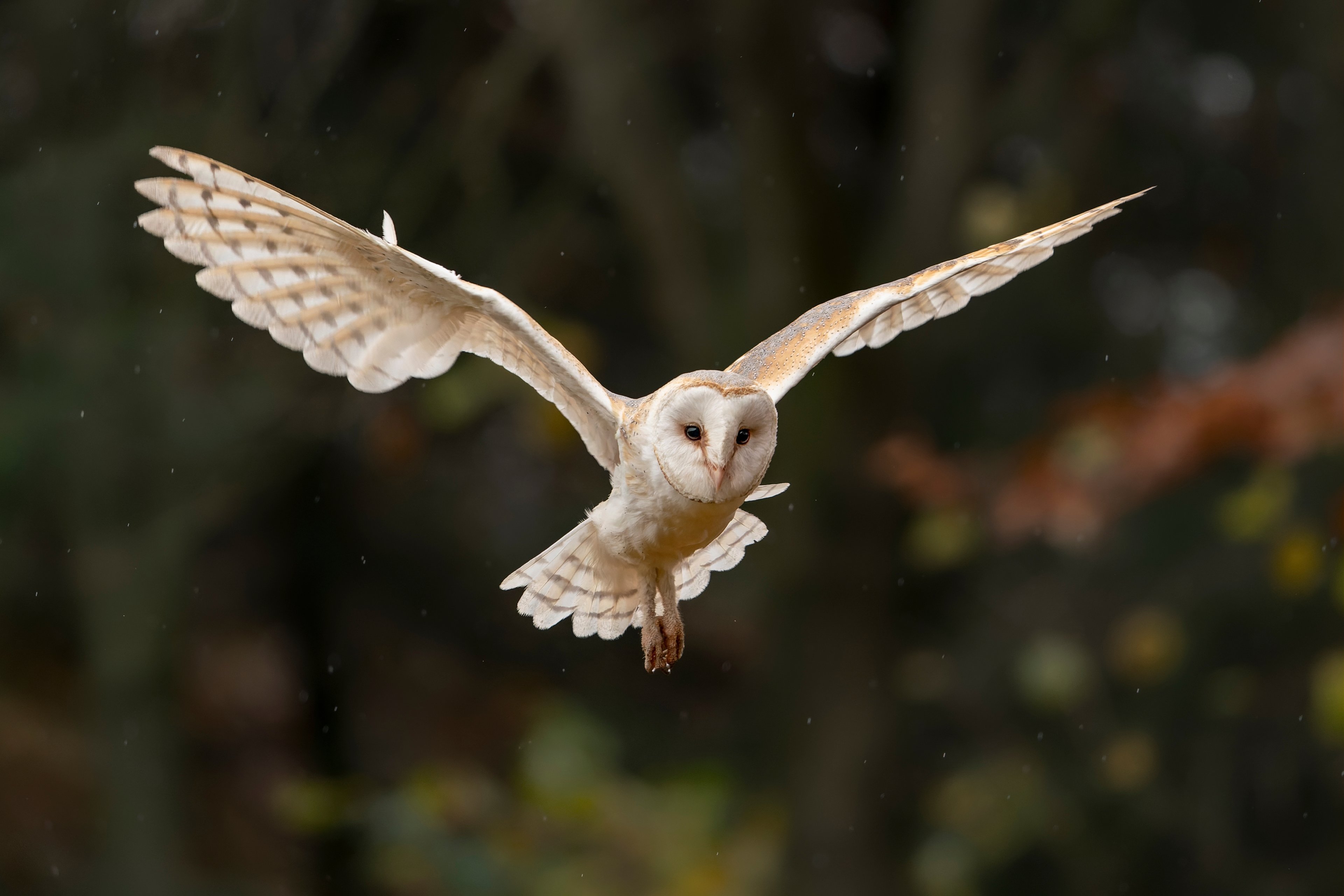 Een afbeelding van een vliegende kerkuil bij ZooParc Overloon.
