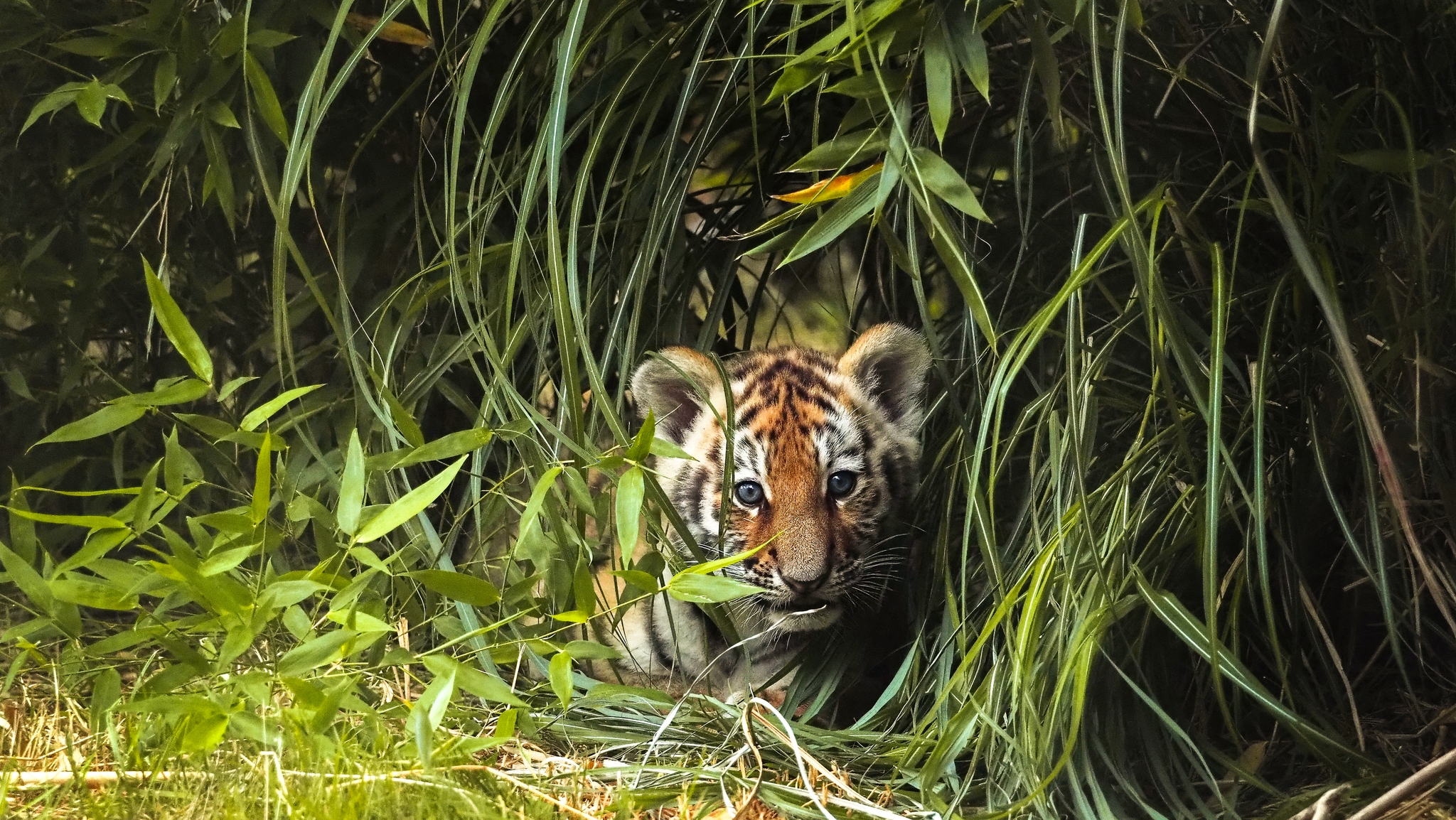 Jong tijger welp tussen het gras zomercampagne in Safaripark Beekse Bergen