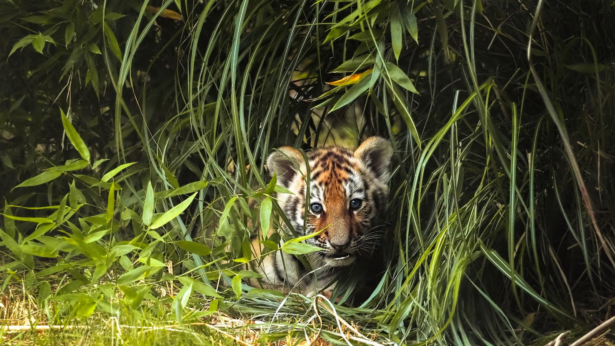 Jong tijger welp tussen het gras zomercampagne in Safaripark Beekse Bergen