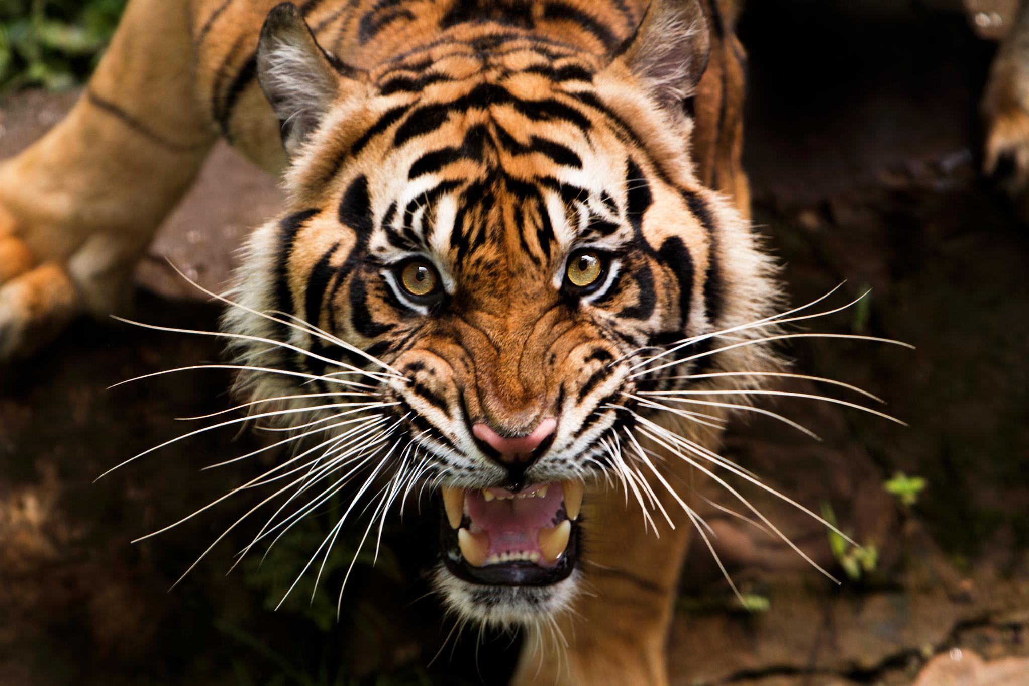 Een Amoertijger bij Eindhoven Zoo.