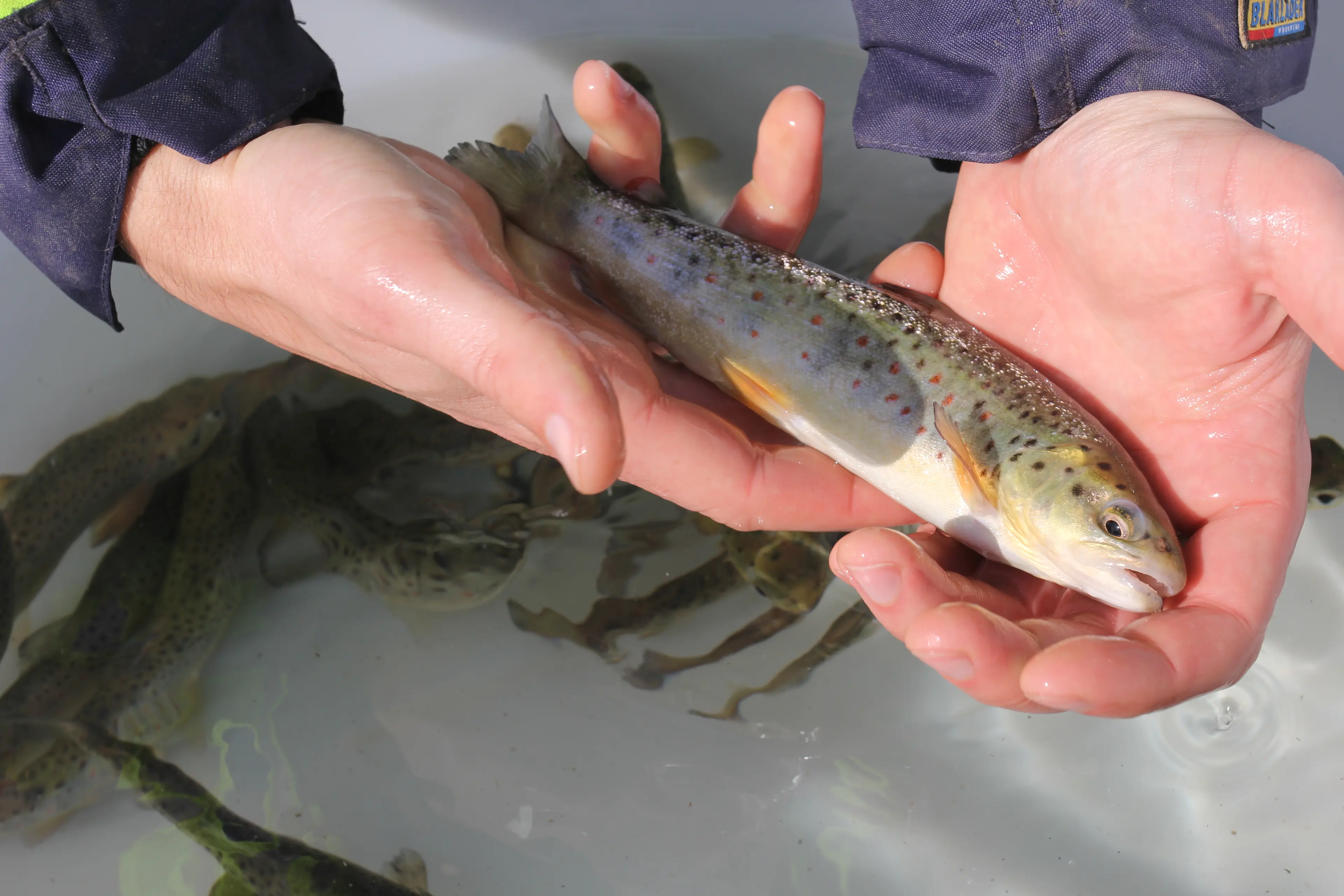 Zeeforel Smolt Sportvisserij Nederland AquaZoo Leeuwarden