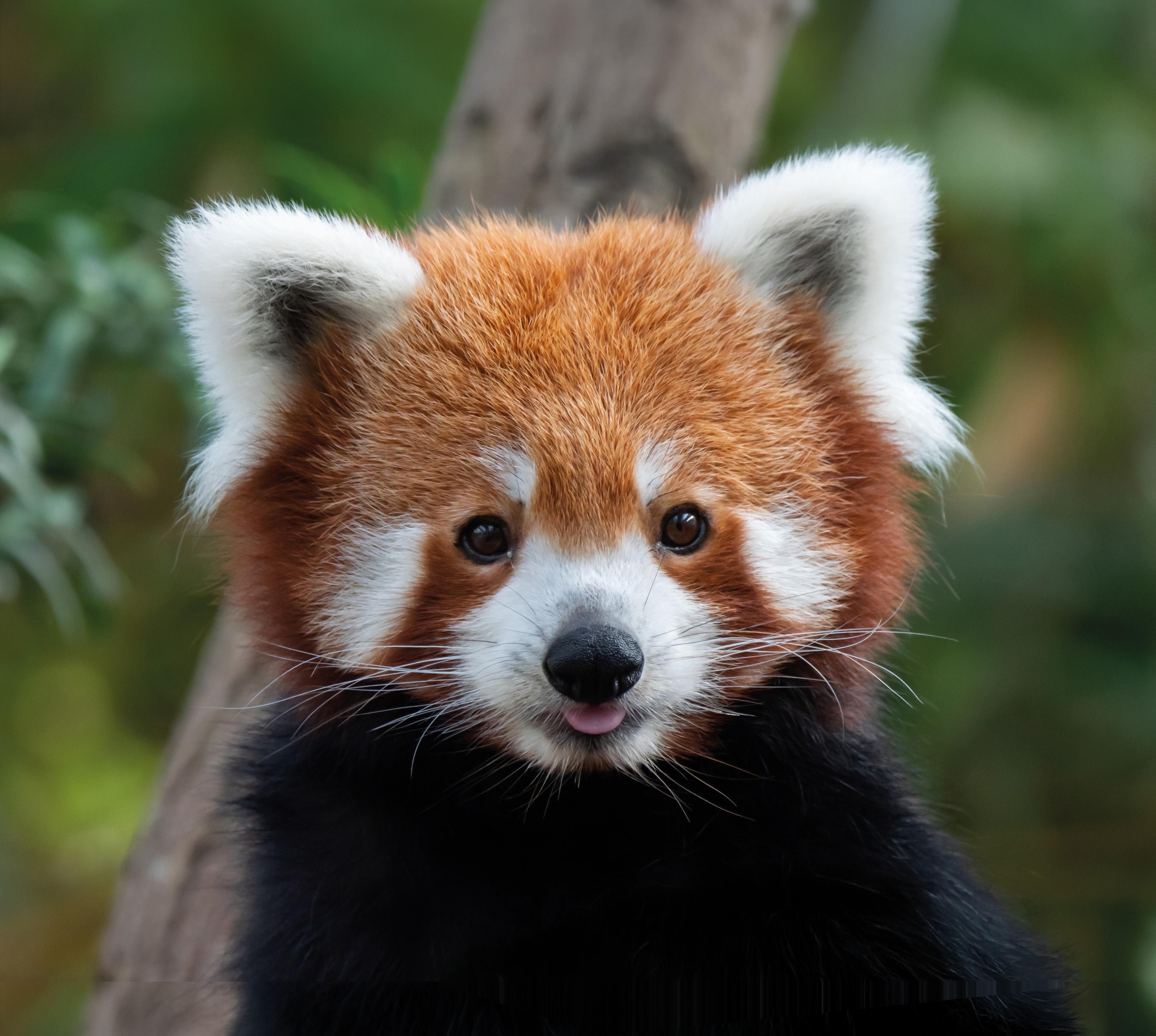 Een rode panda in het nieuwe verblijf bij Eindhoven Zoo.