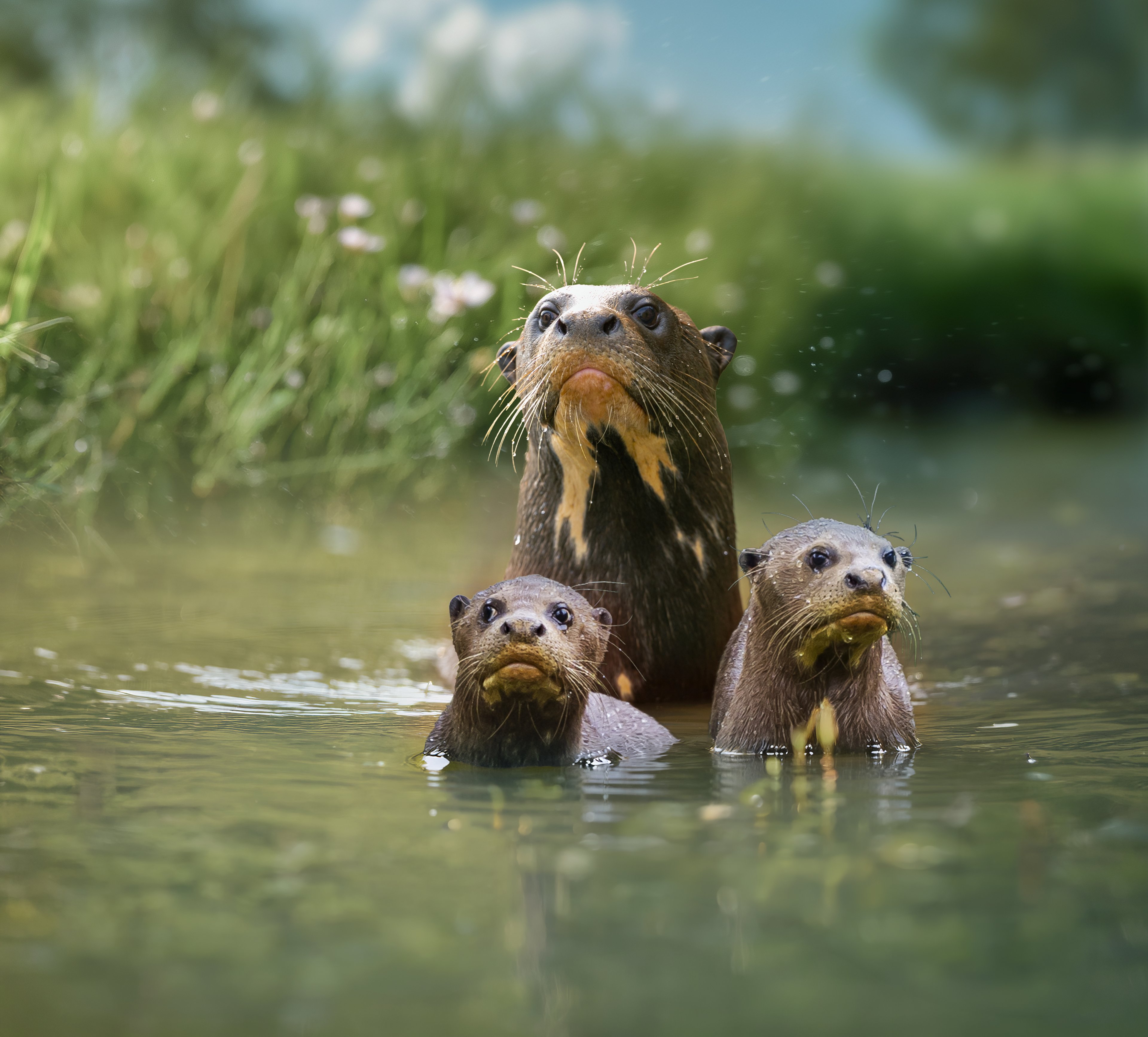 Campagnebeeld van de reuzenotters in het wate rin AquaZoo Leeuwarden