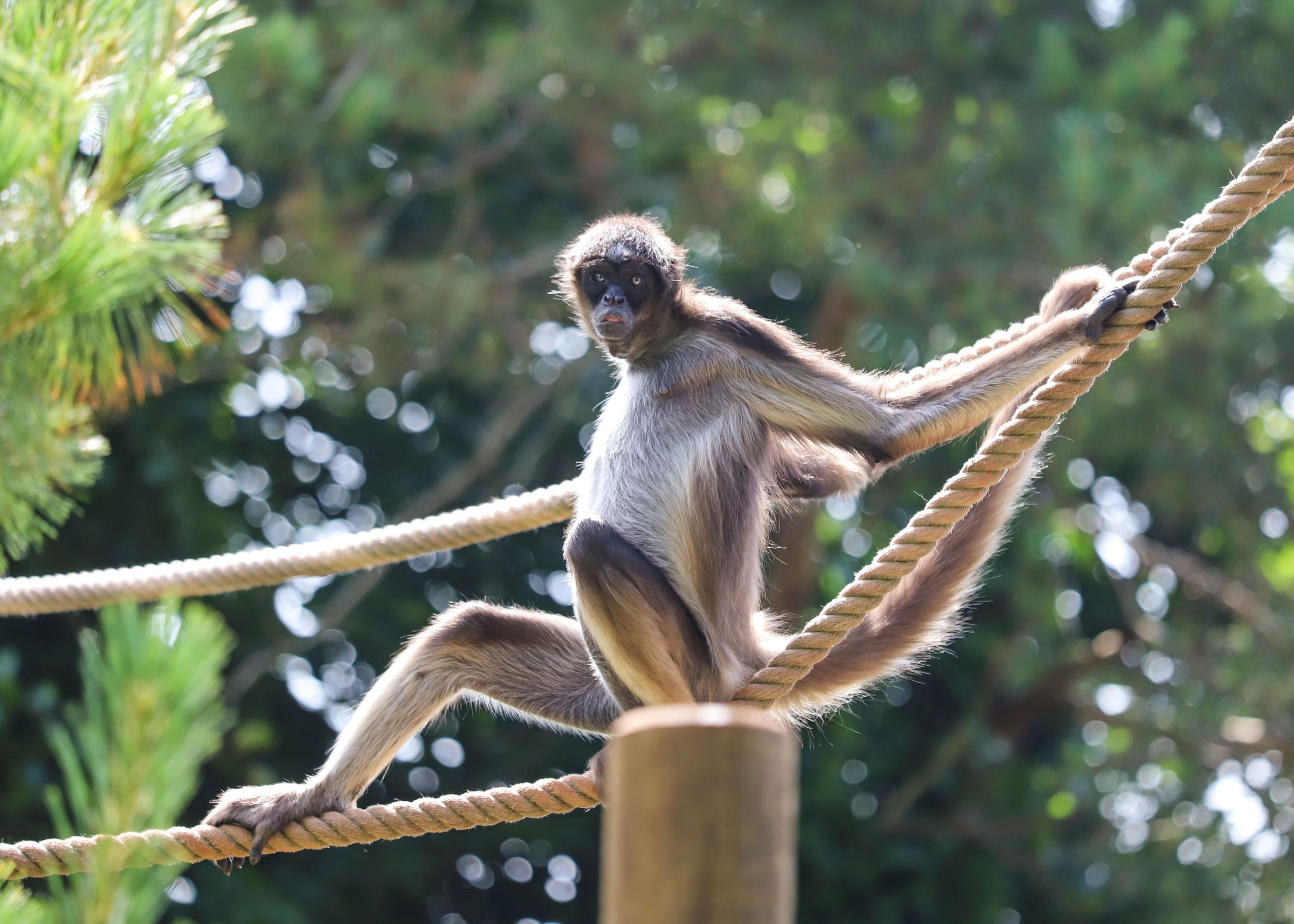Brown spider monkey stretching at Paignton Zoo in Devon, UK