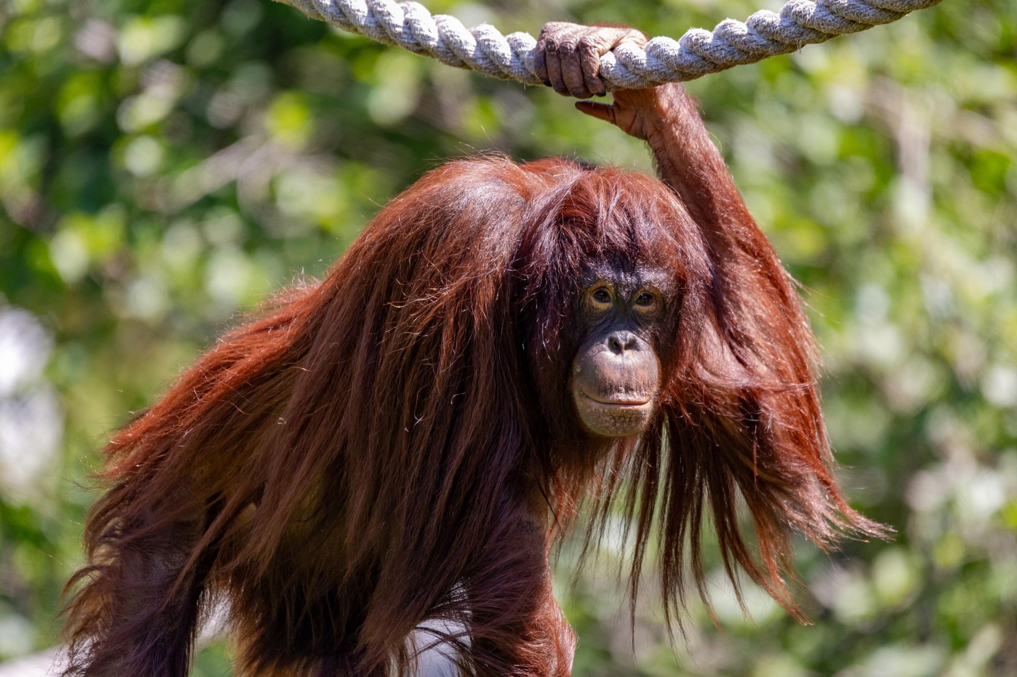 Young female bornean orangutan looking at the camera at Paignton Zoo in Devon, UK