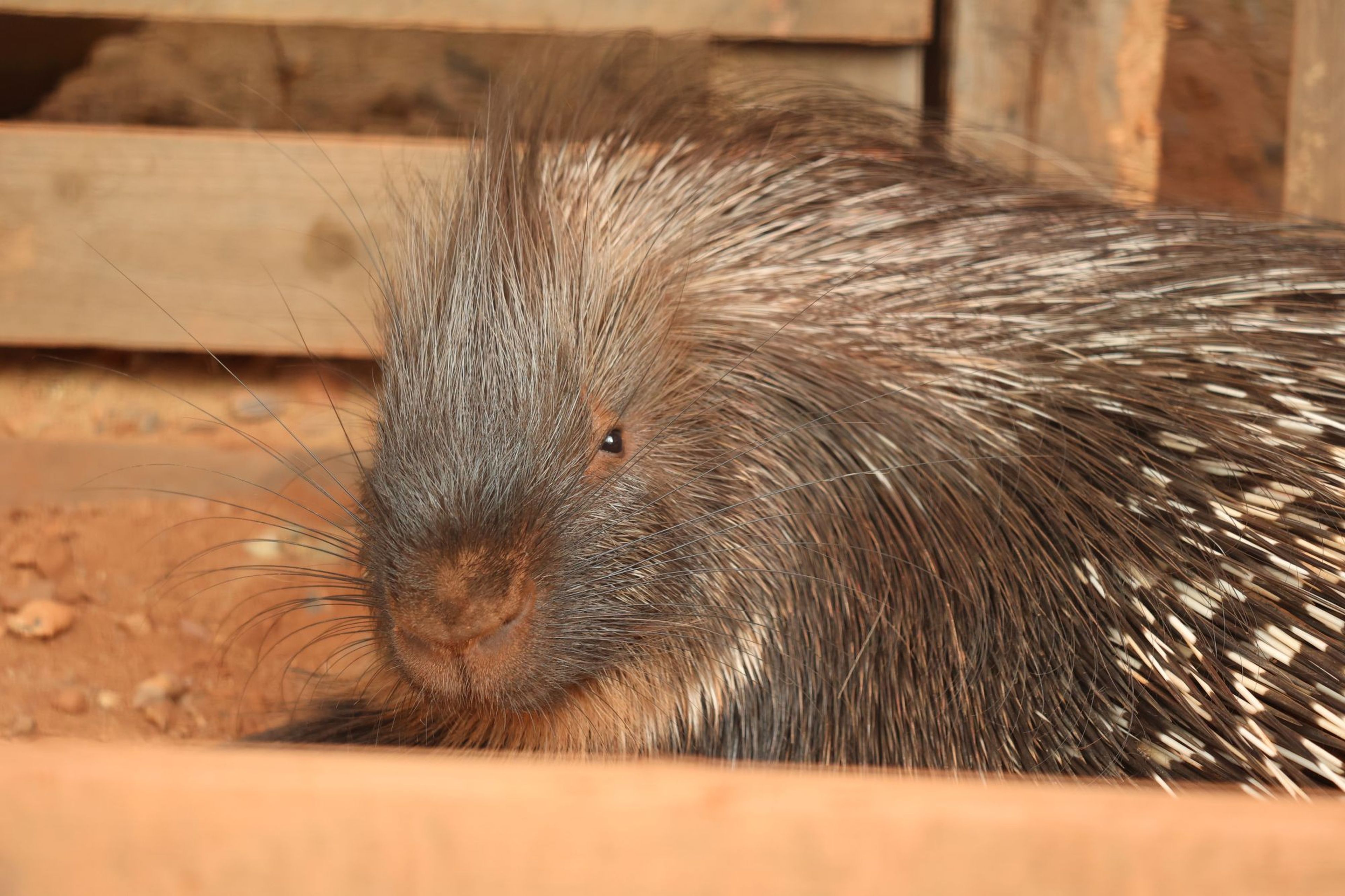 Cape porcupine lying down at Paignton Zoo in Devon, UK