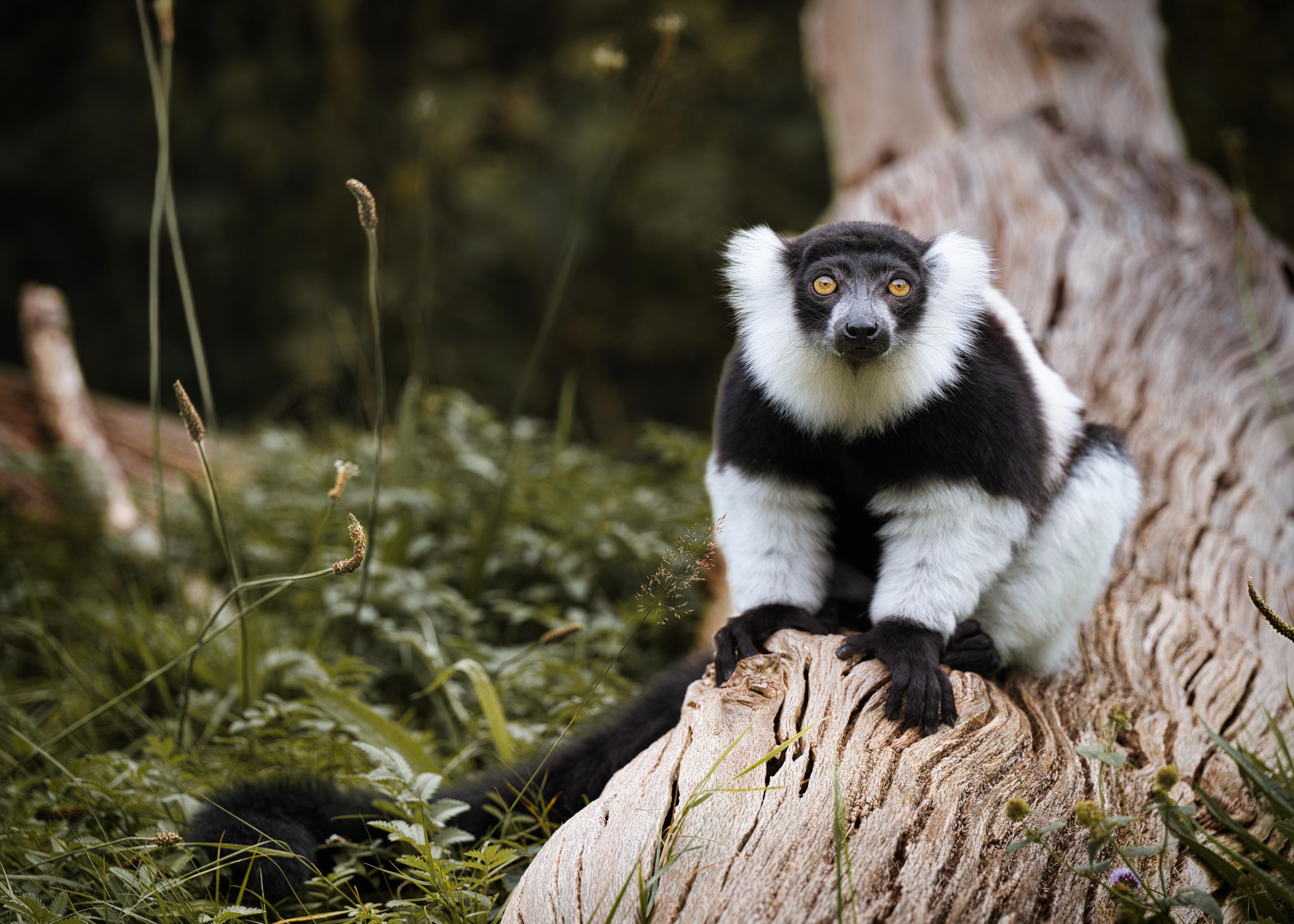 Gordelvari op boomstronk foto gemaakt door Hinke Froukje Zwaan AquaZoo Leeuwarden