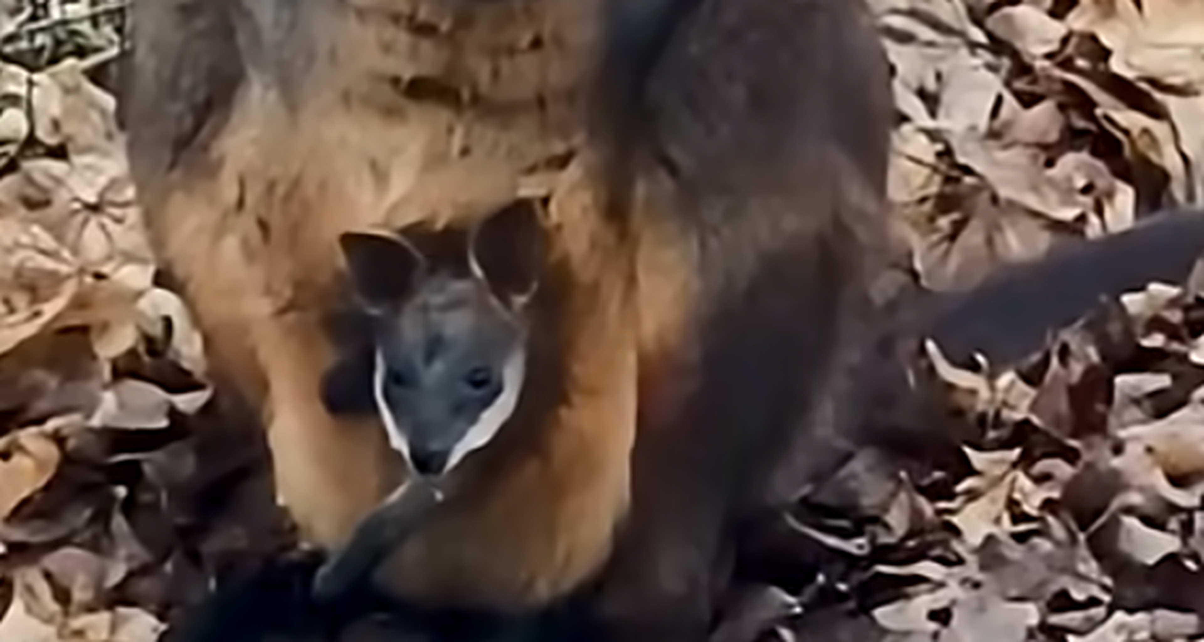 Jonge wallaby in buidel in AquaZoo Leeuwarden