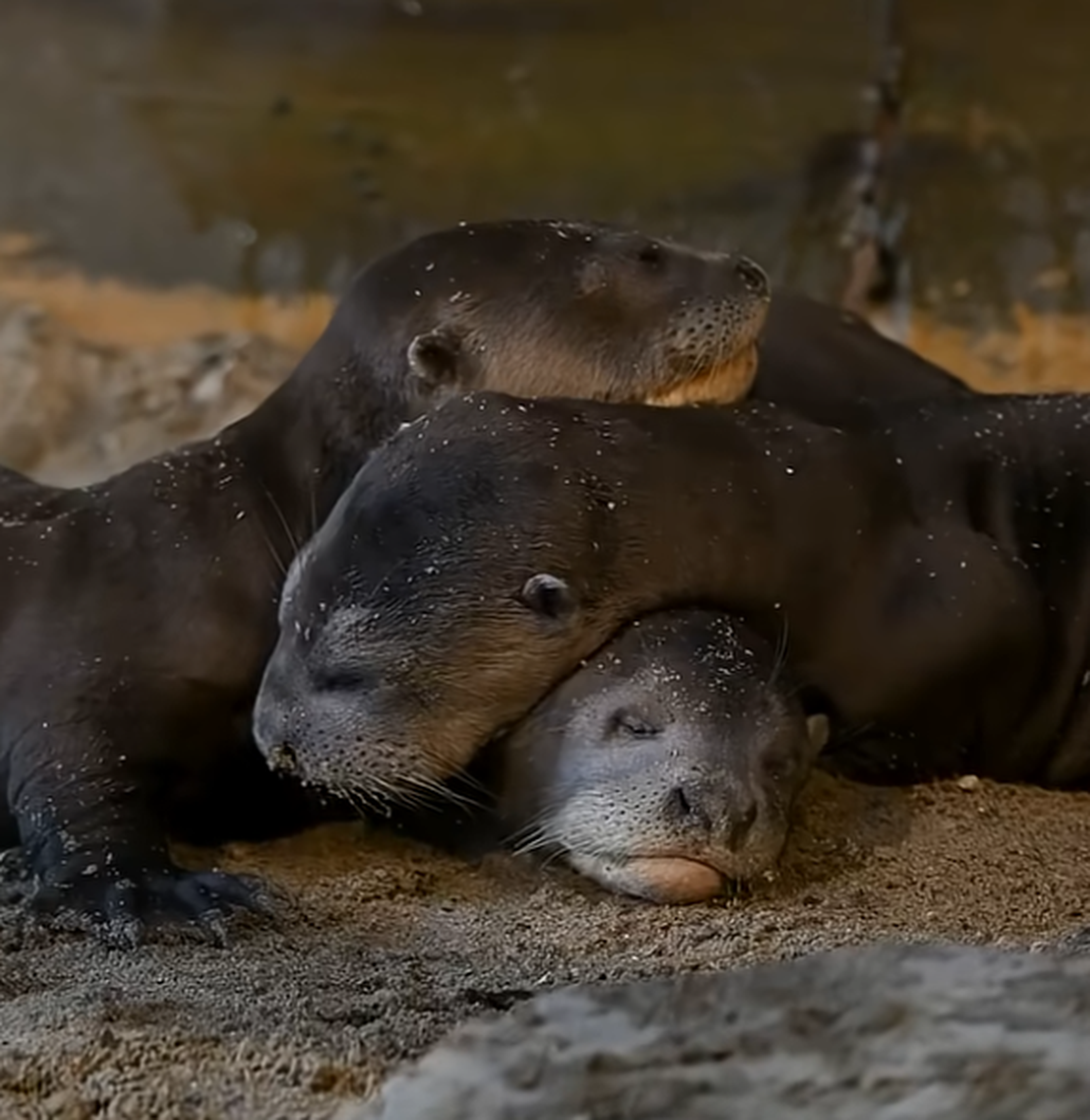 Reuzenotterjongen slapen in AquaZoo Leeuwarden