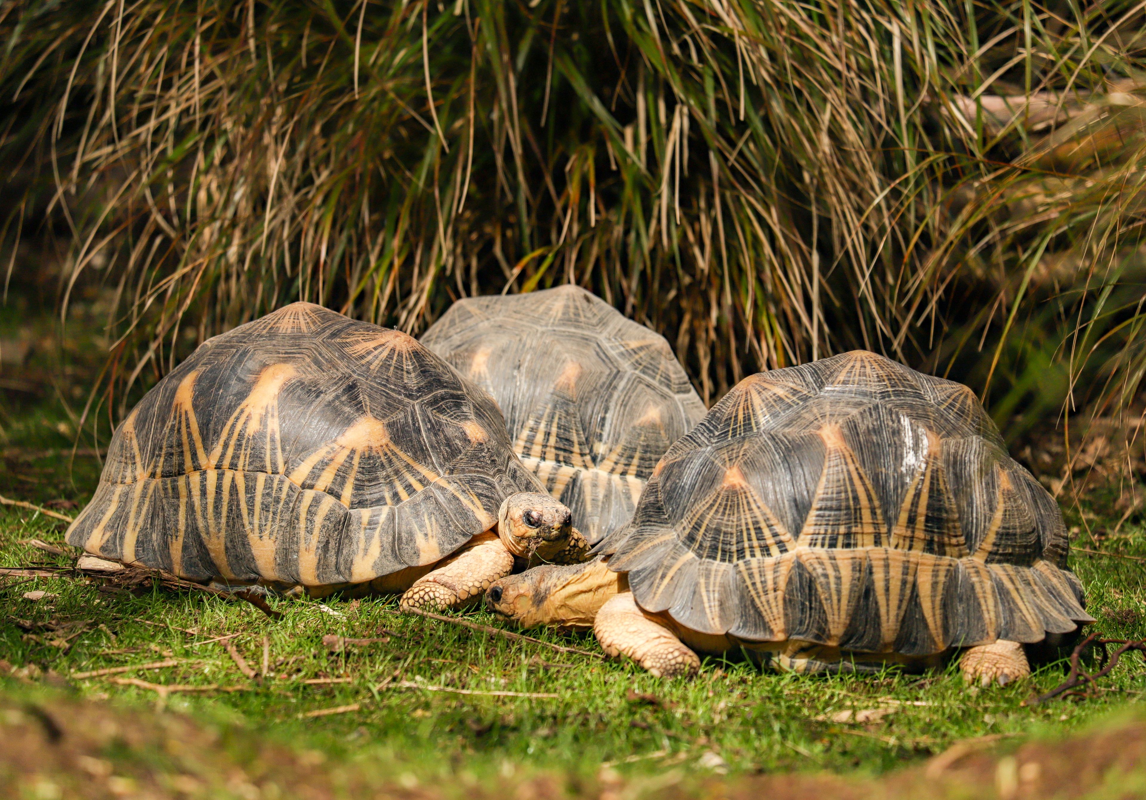 Three radiated tortoises lying on the grass in the sunshine, at Newquay Zoo in Cornwall, UK