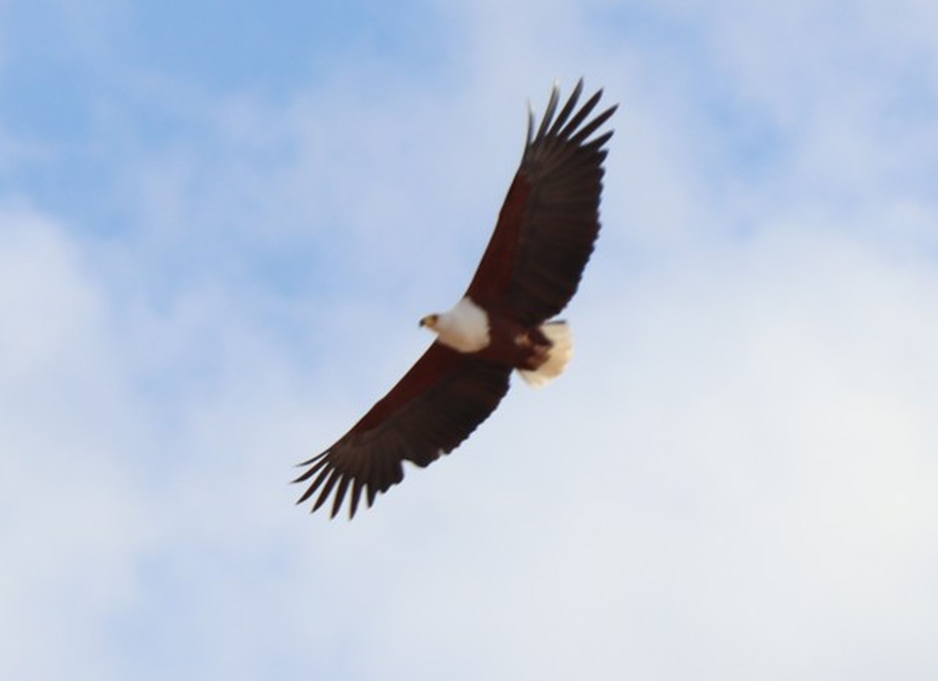 Een visarend vliegt over de jeep in Samburu National Park in Kenia.