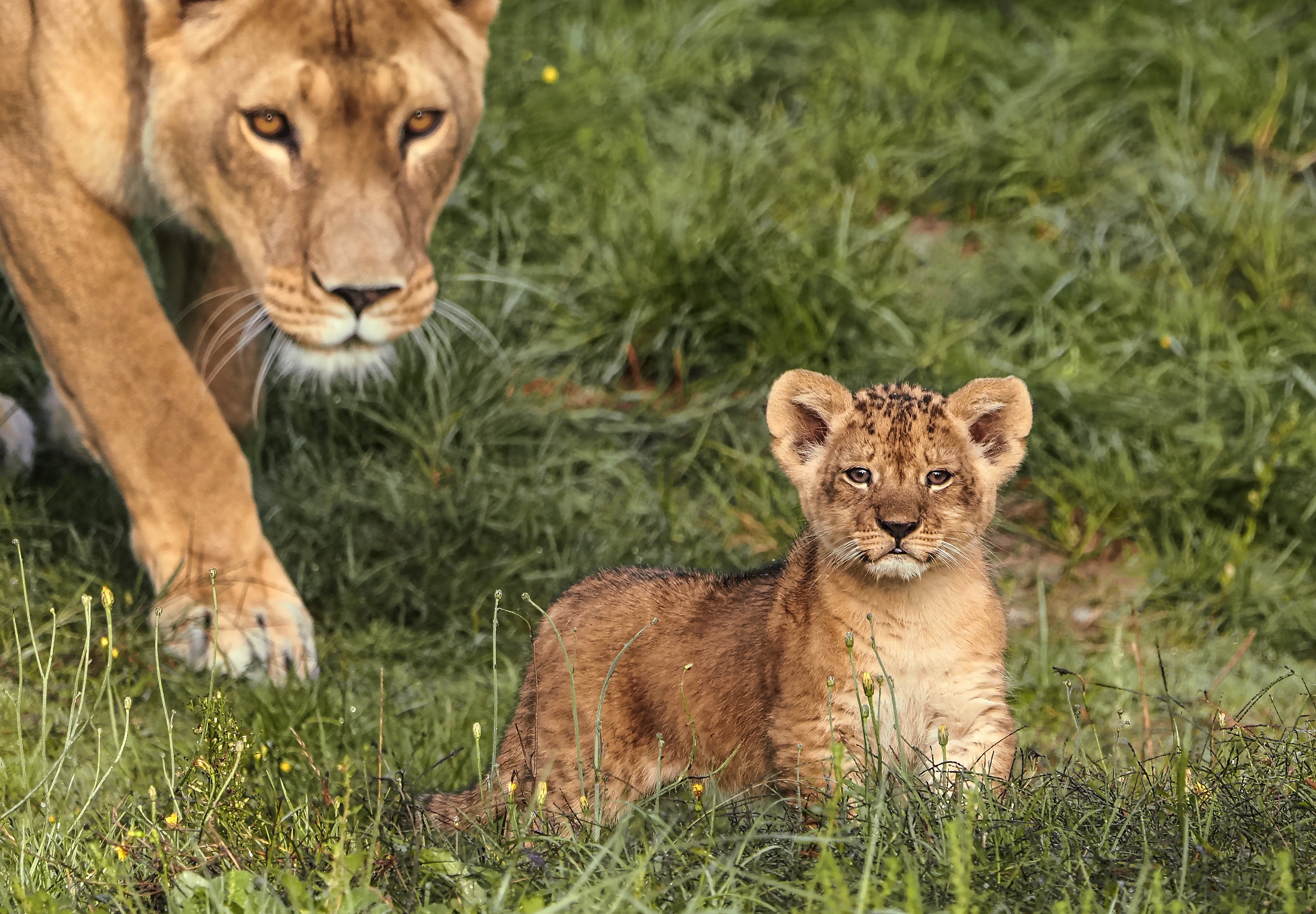 leeuw welp buiten Safaripark Beekse Bergen