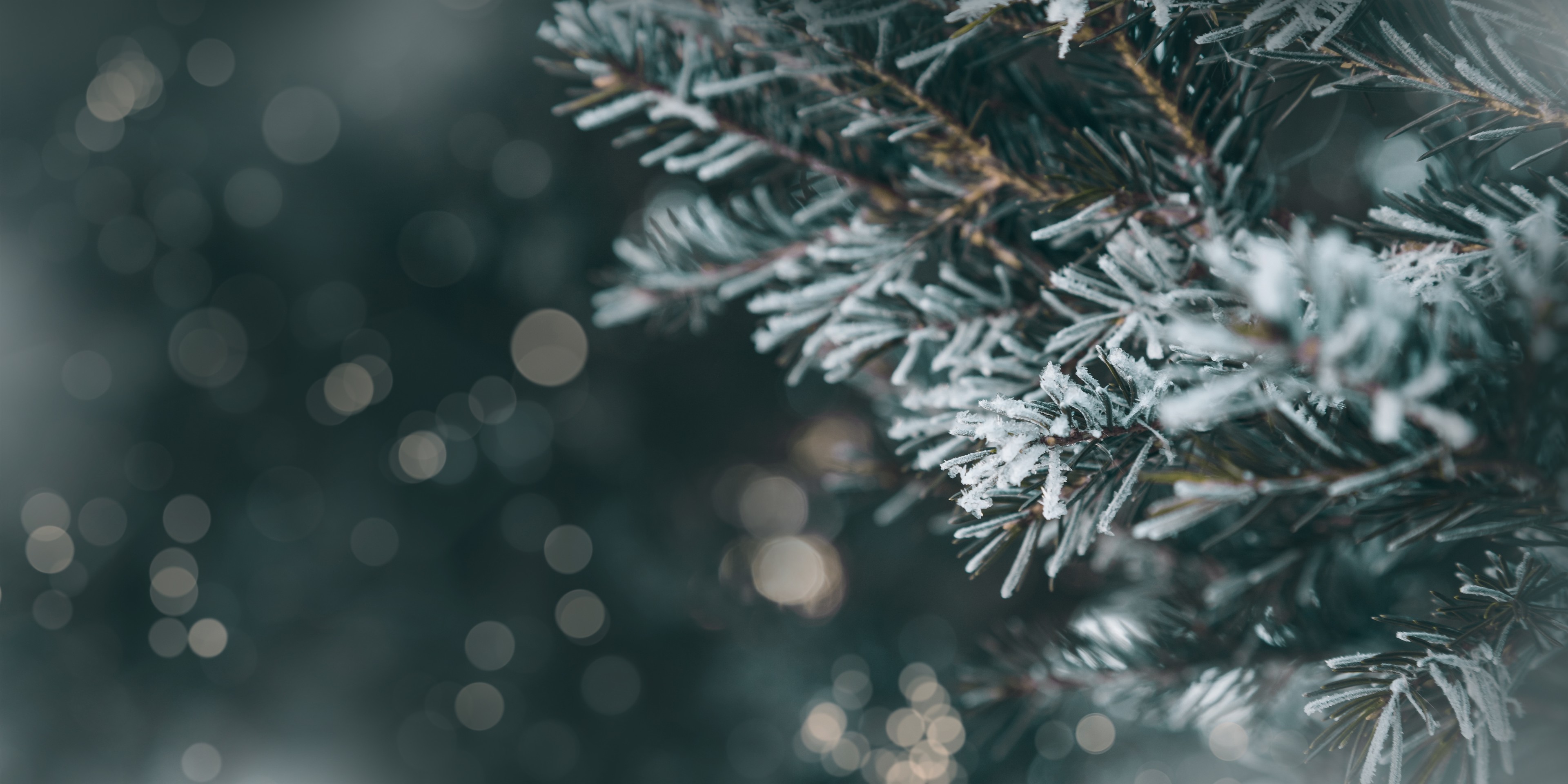 Kerstboom met sneeuw AquaZoo Leeuwarden