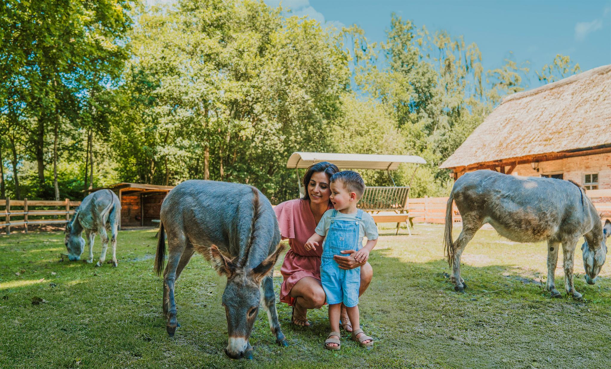 Moeder en zoon bij ezels zomer bewerkt Vakantiepark Dierenbos