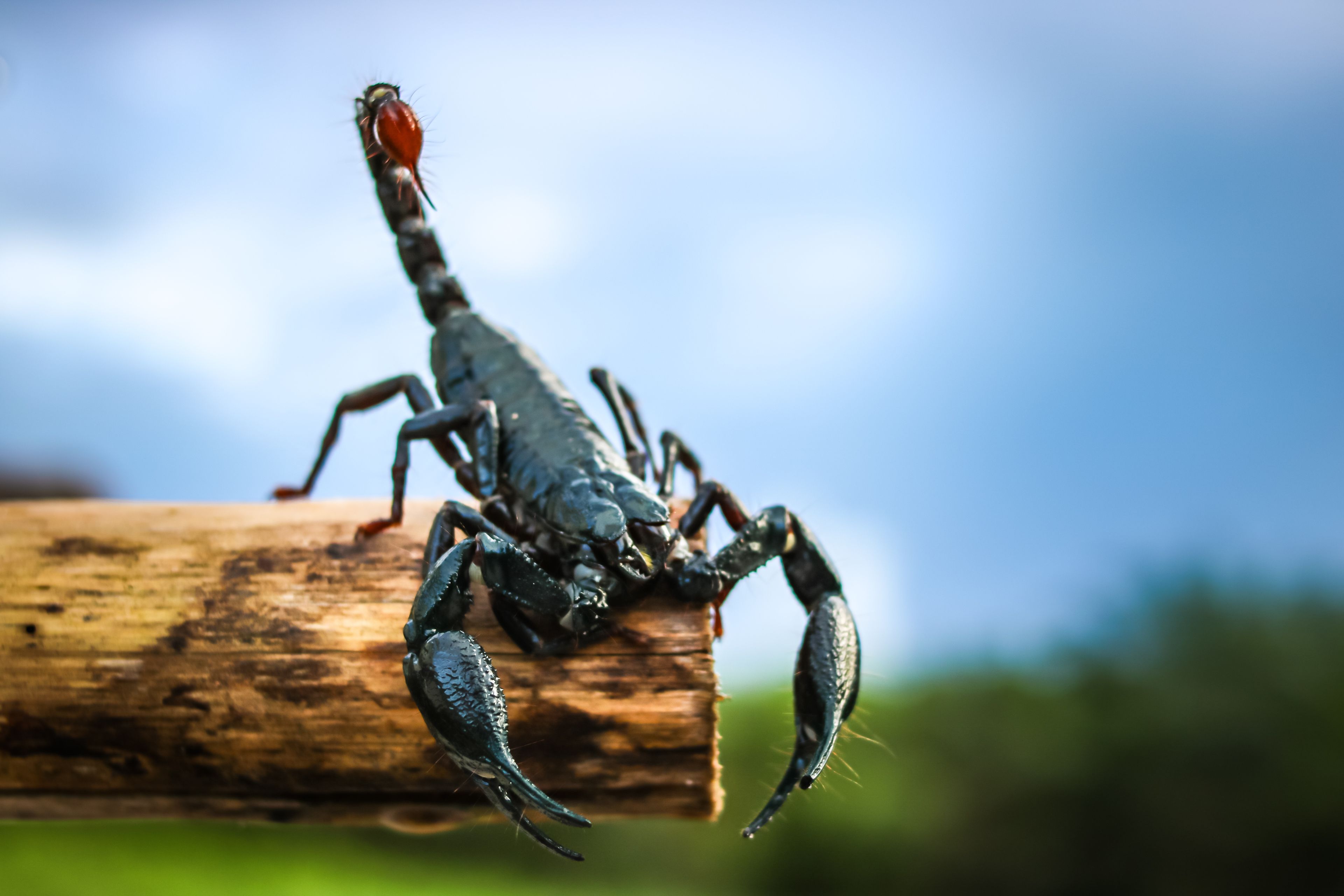 Keizerschorpioen op een tak close-up in ZooParc Overloon