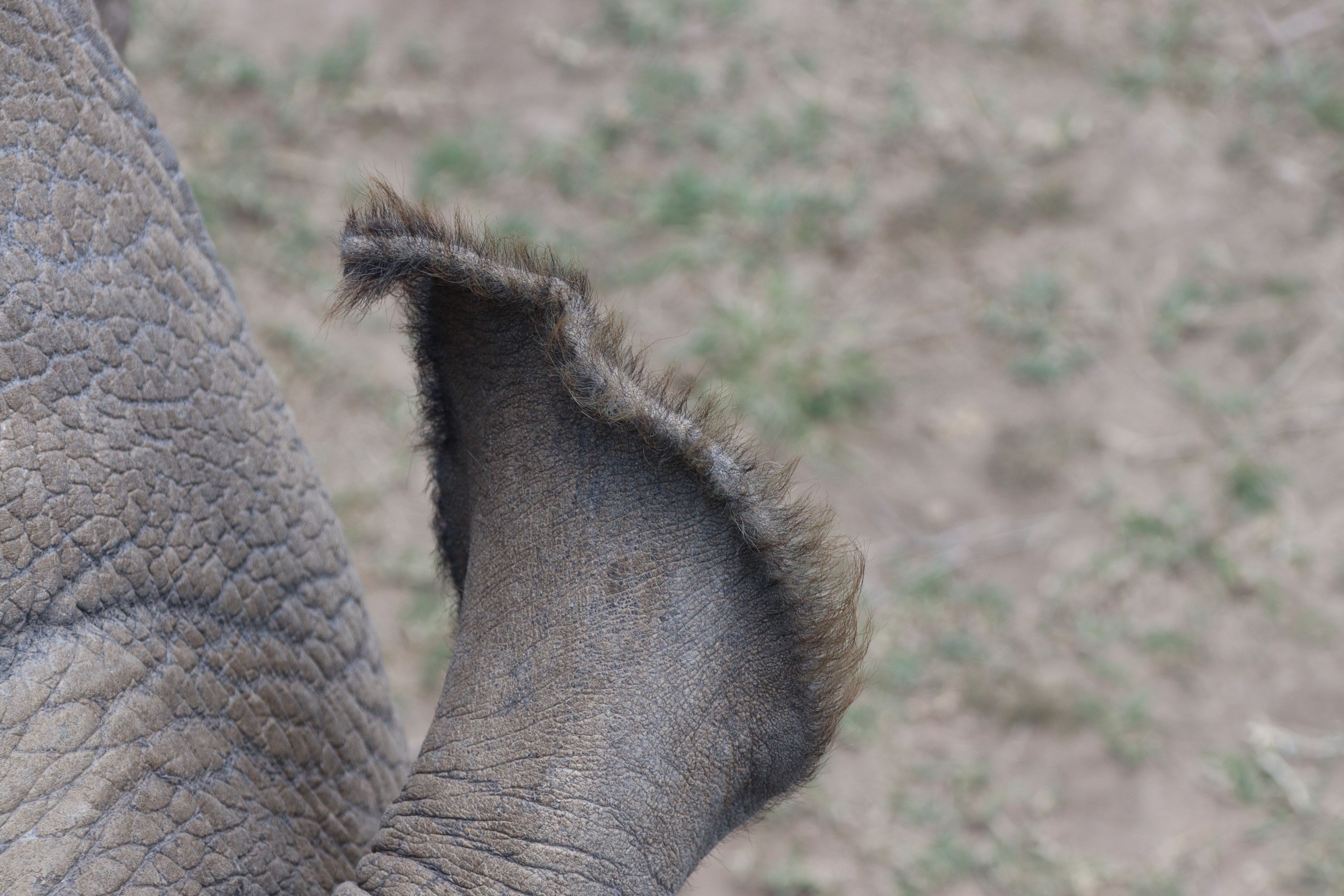 Het oor van een noordelijke breedlipneushoorn in een beschermd park in Kenia.