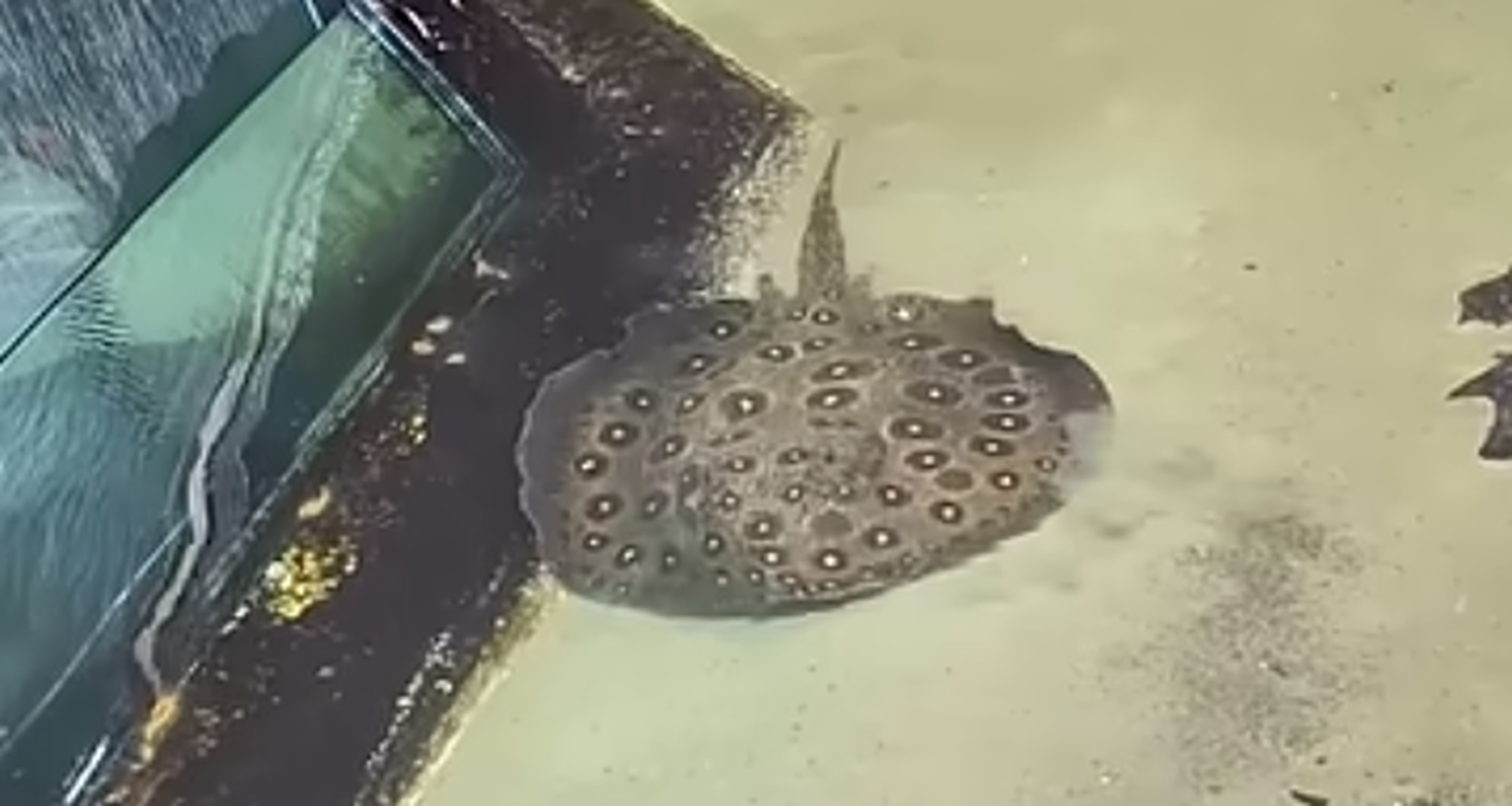 Verhuizing van de rog in AquaZoo Leeuwarden