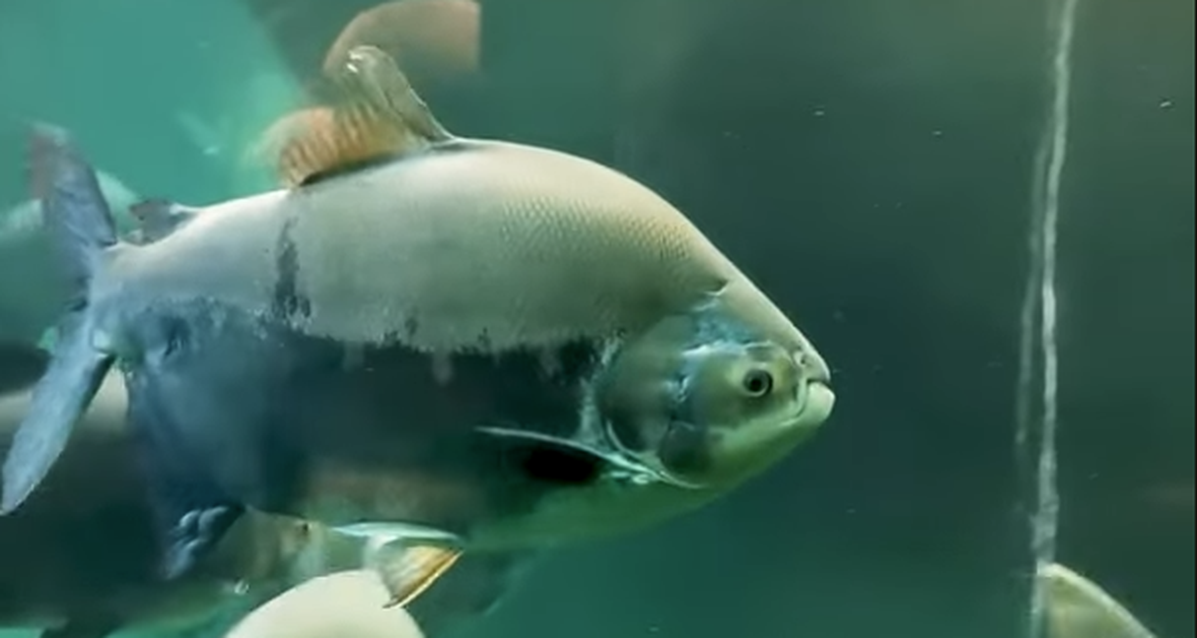Verhuizing van de pacu's in AquaZoo Leeuwarden