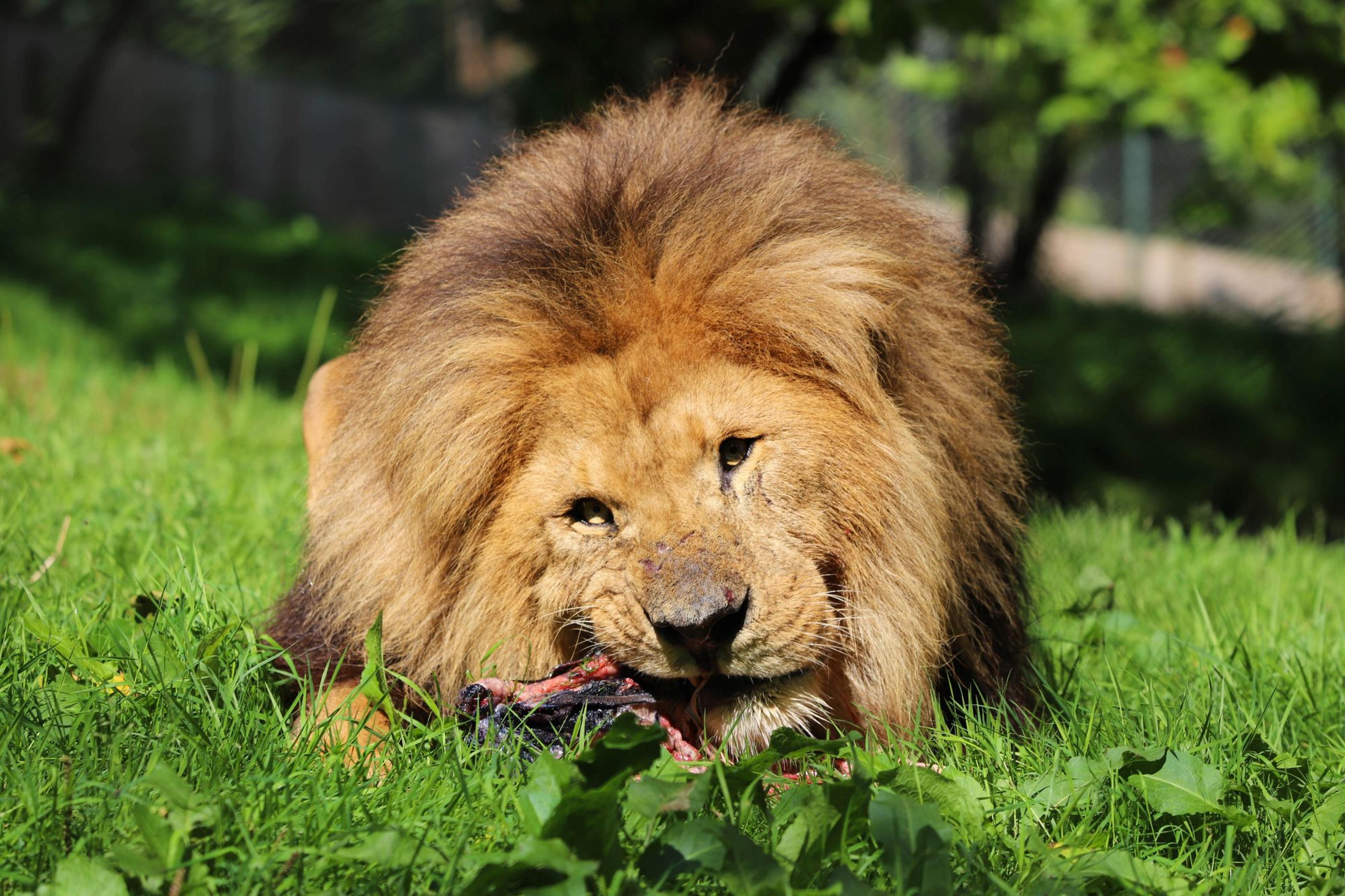 Male African lion eating his lunch at Paignton Zoo in Devon, UK