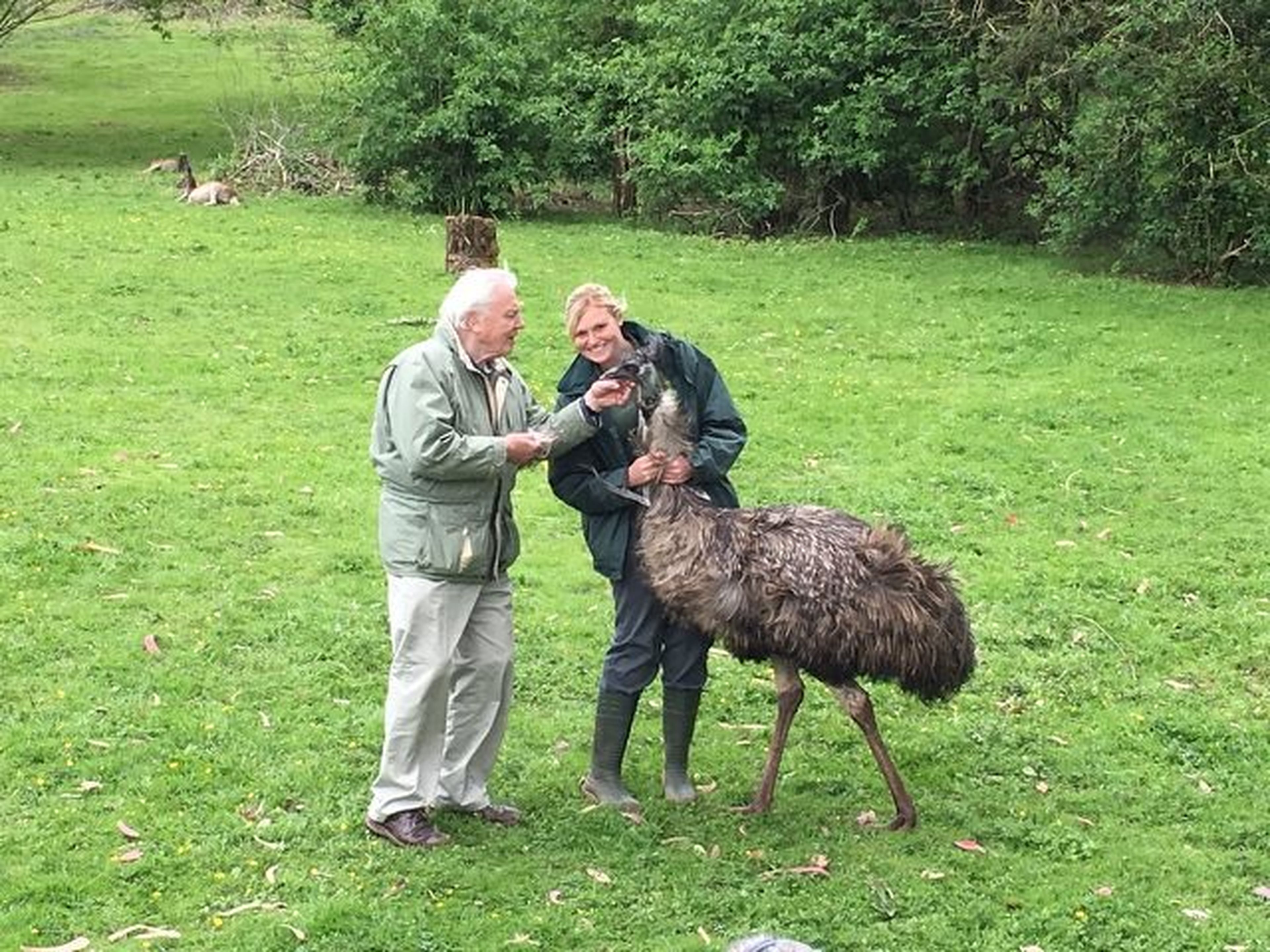Zoo keeper holding an emu on a field, allowing Sir David Attenborough to inspect it closely