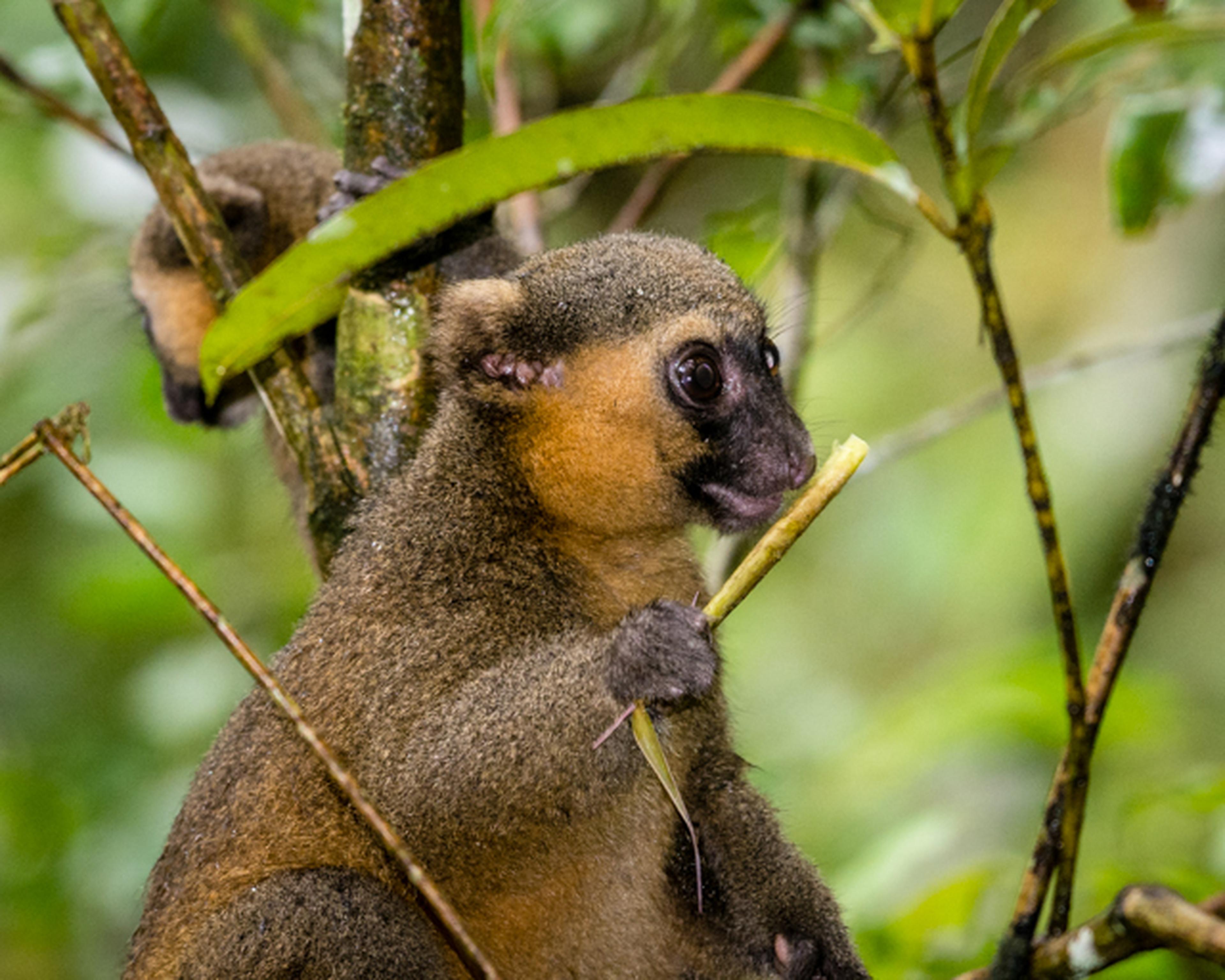 Een foto van een lemuur in Madagaskar, hier draagt de Nederlandse Vereniging van Dierentuinen bij aan een natuurherstelproject, waaronder AquaZoo Leeuwarden.